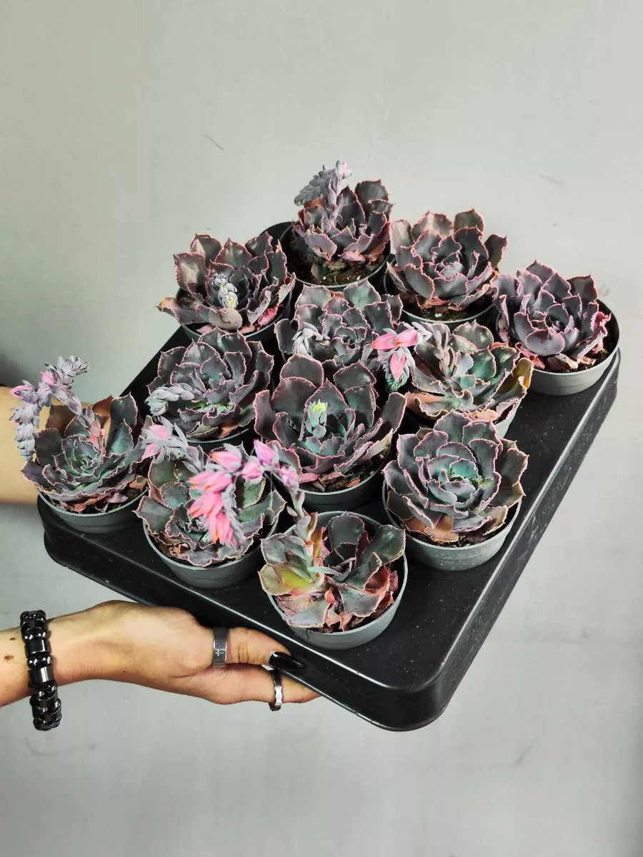 Эхеверия Шавиана Пинк Фриллс (Echeveria Shav.Pink Frills) D6,5см