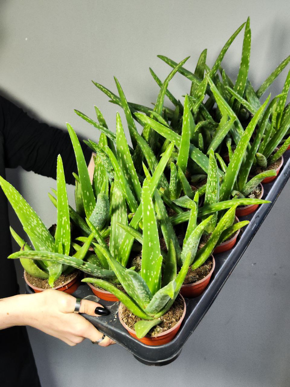 Алоэ Вера (Aloe Vera) D10см, растение
