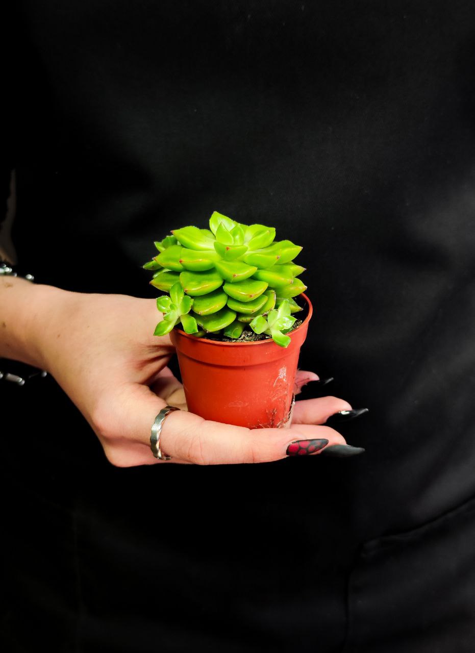 Эхеверия Аффинис Грин (Echeveria Affinis Green) D5см