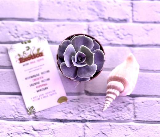 Эхеверия Риниони (Echeveria Runyonii) D5см