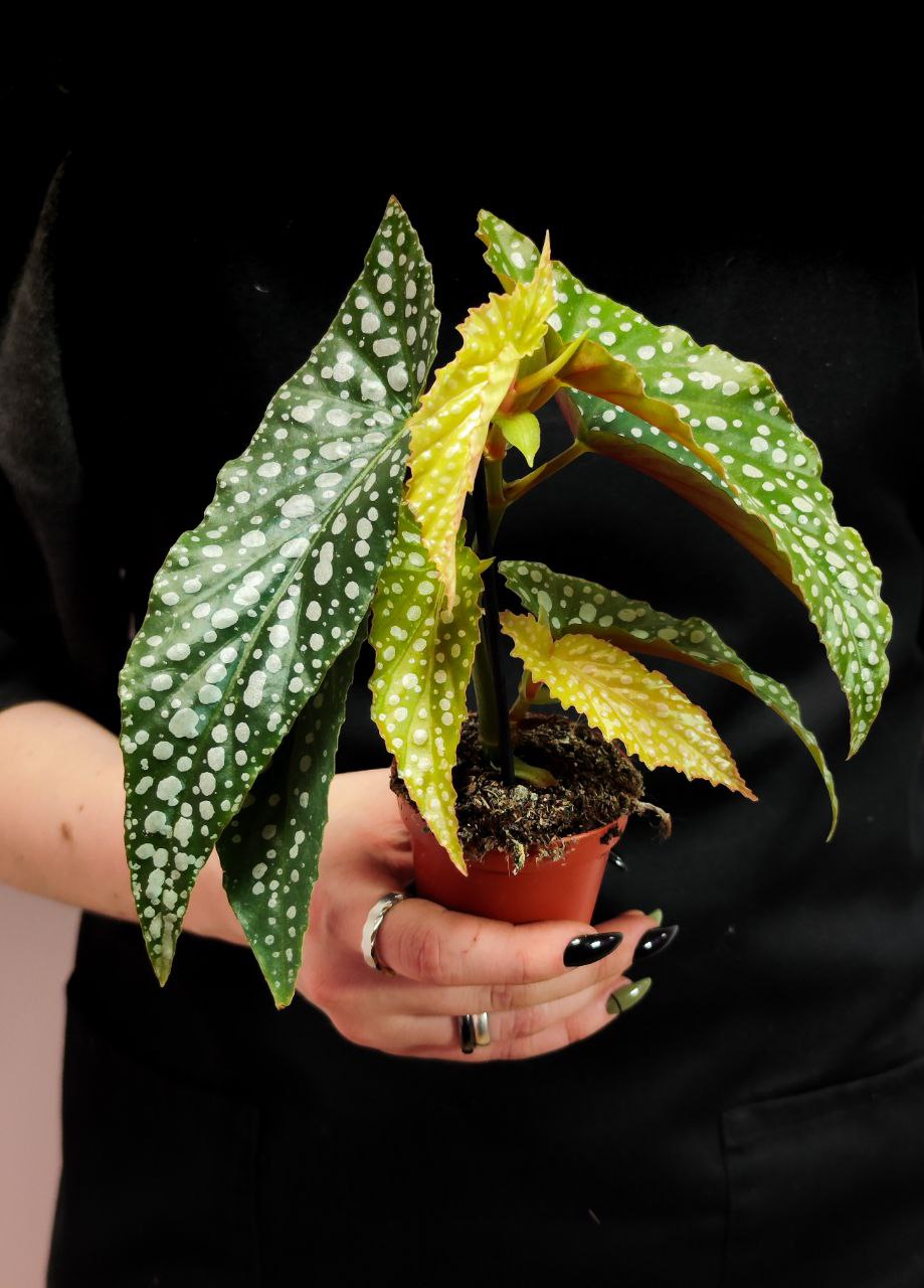 Бегония Пятнистая Сильвер Спот (Begonia Maculata Silver Spotted) D6см