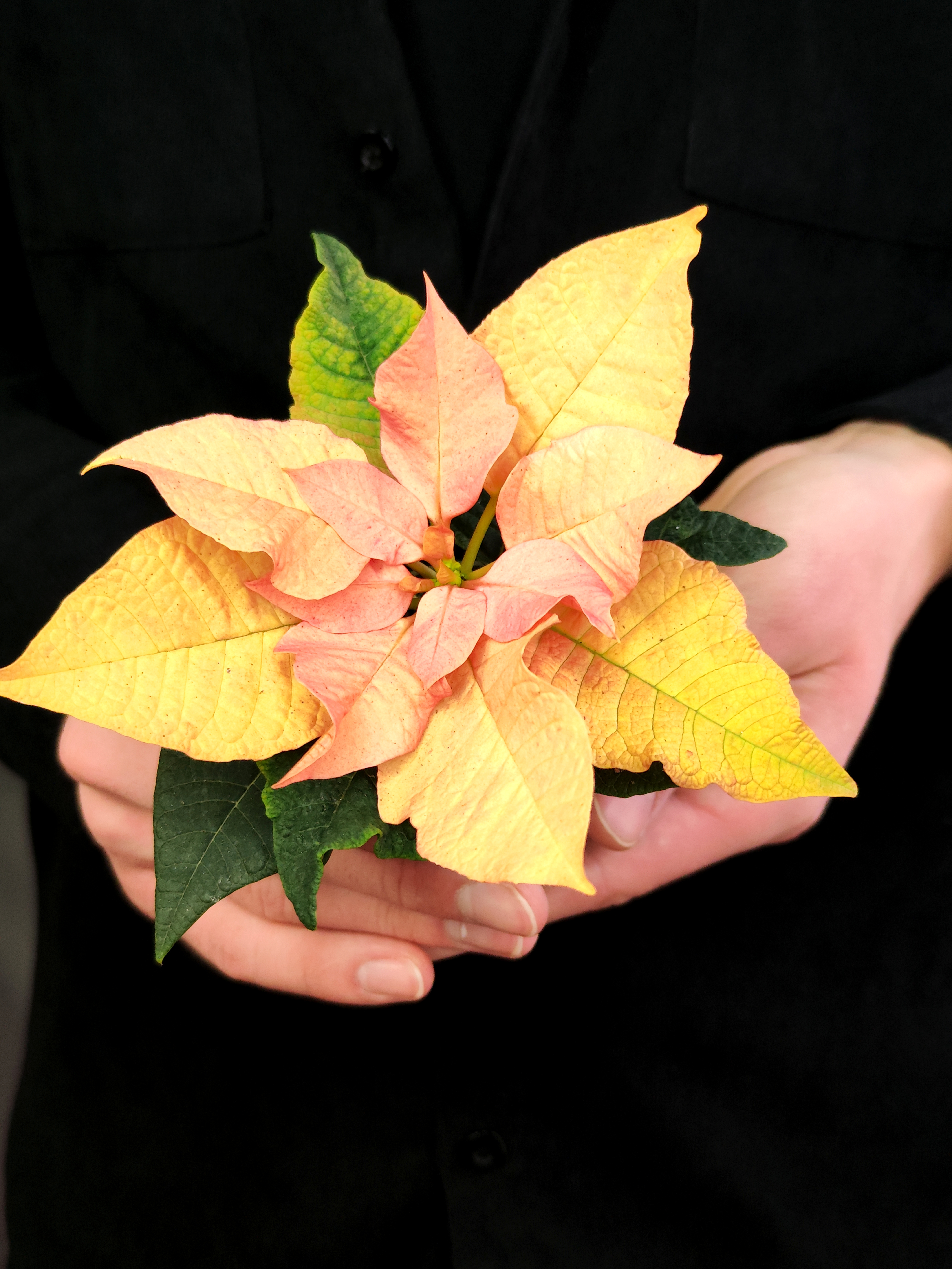 Пуансеттия Ванильно - Лимонная (Poinsettia Lemon Snow) D6см