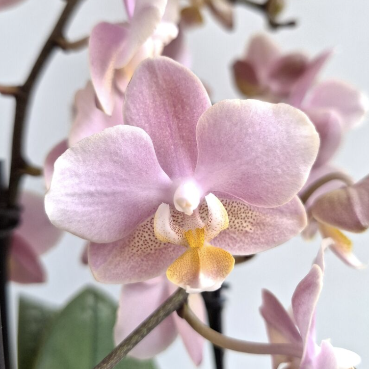 Фаленопсис Мультифлора Парфюмерная Фабрика (Phalaenopsis Multiflora Perfume Scention) D7см