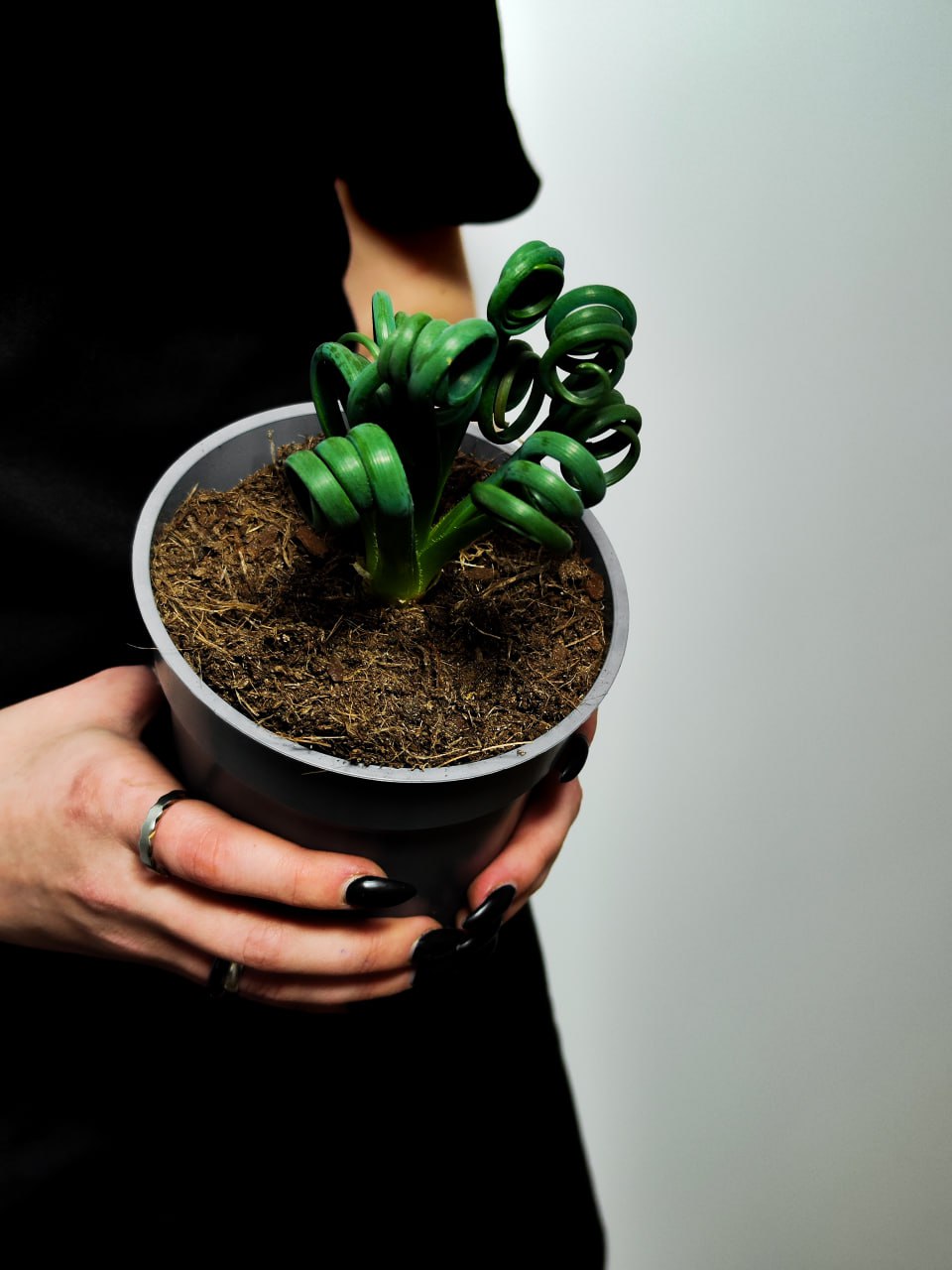 Альбука Спиральная (Albuca Spiralis) D12см