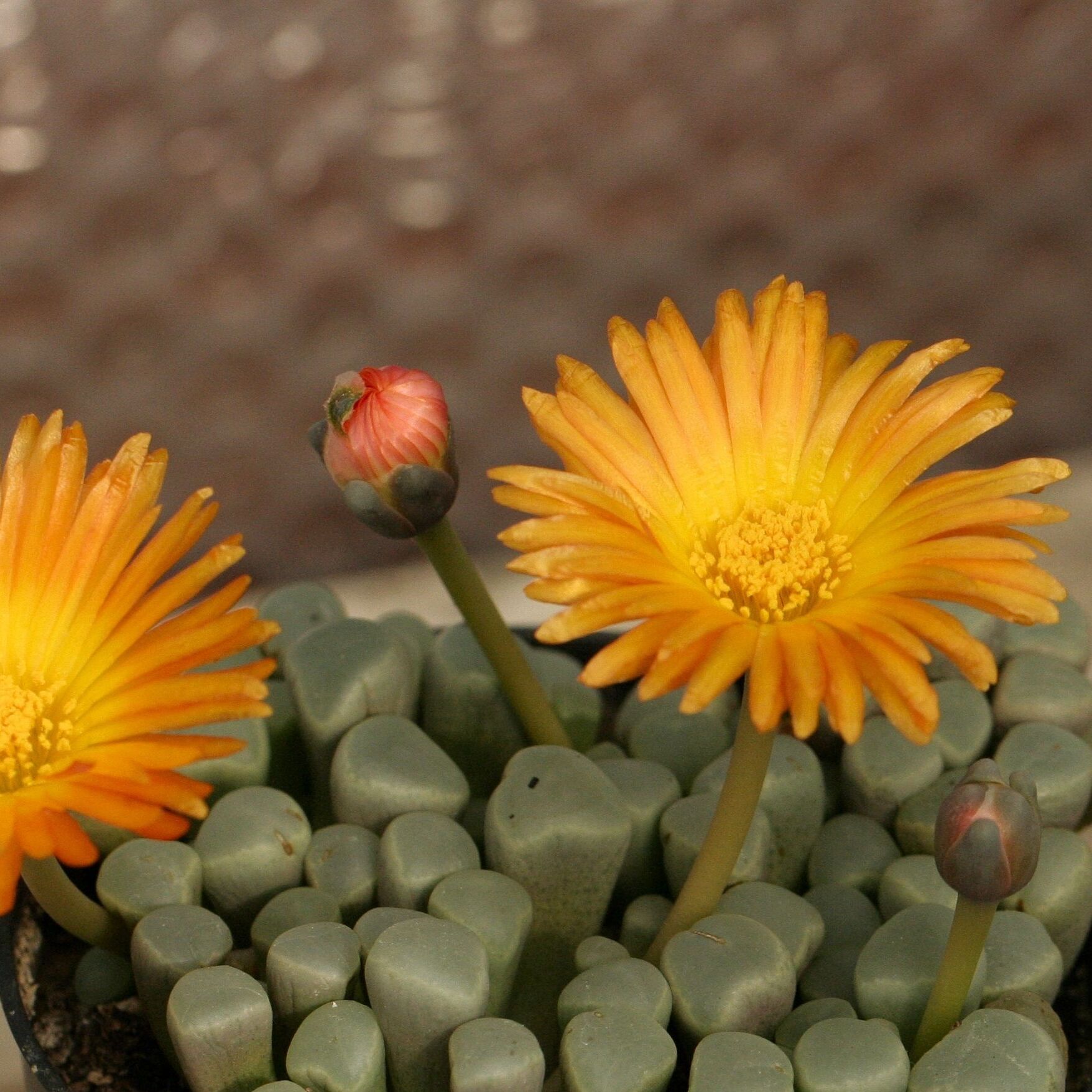 Литопсы Фенестрария Аурантика (Fenestraria Aurantiaca) D5см