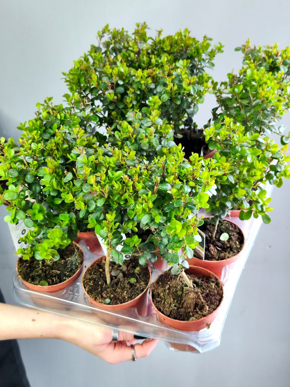 Мирсина Африканская (Myrsina Аfricana) D8,5см