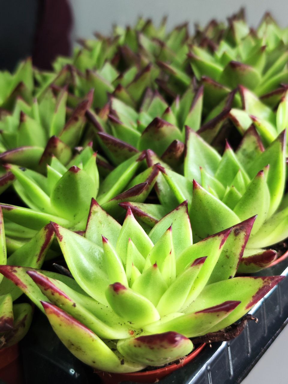 Эхеверия «Агавовидес Эбони Грин» (Echeveria Agavoides Ebony Green) D5см