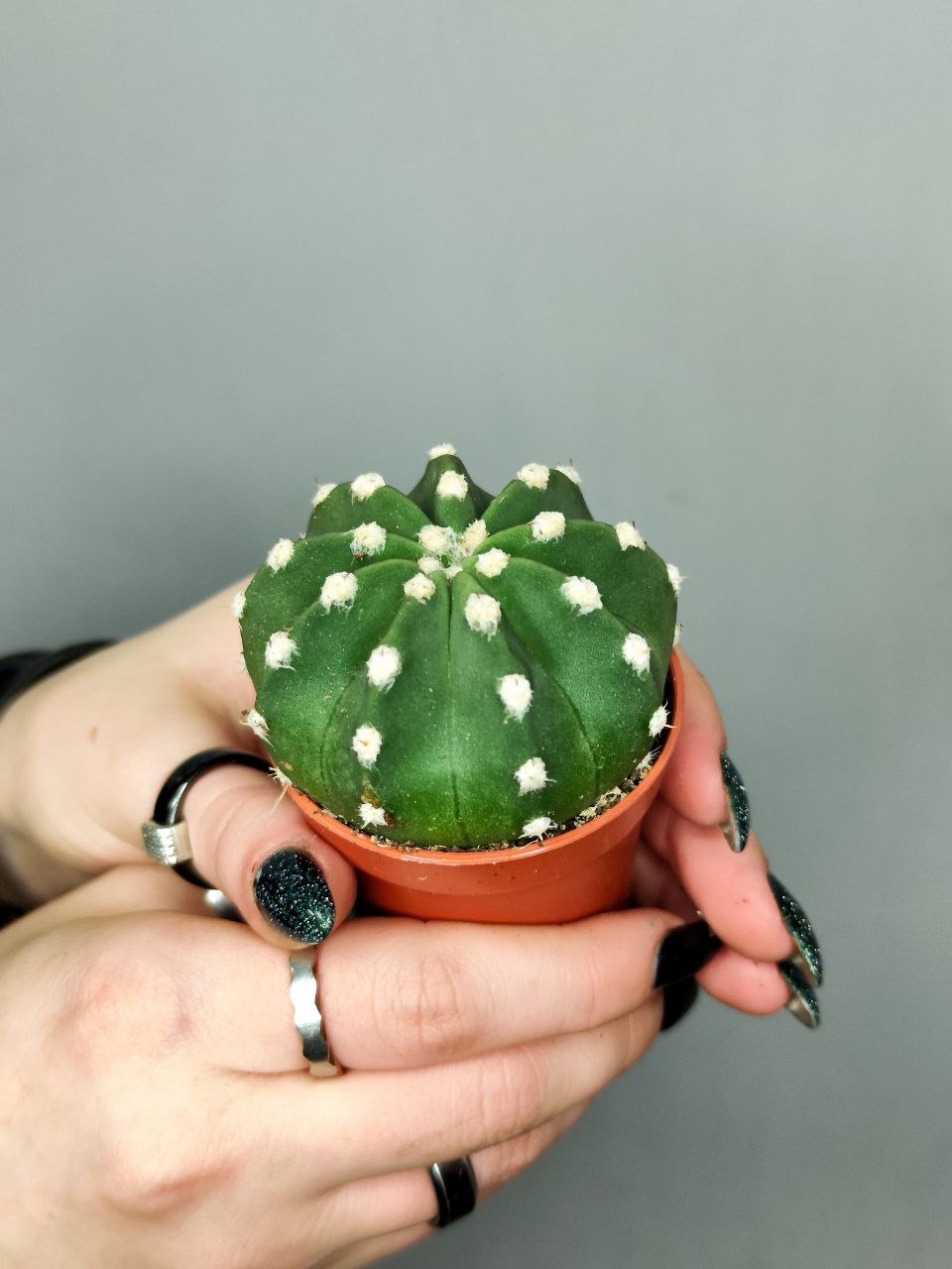 Кактус Эхинопсис Денудатум, одиночный (Echinopsis Denudatum) D5см
