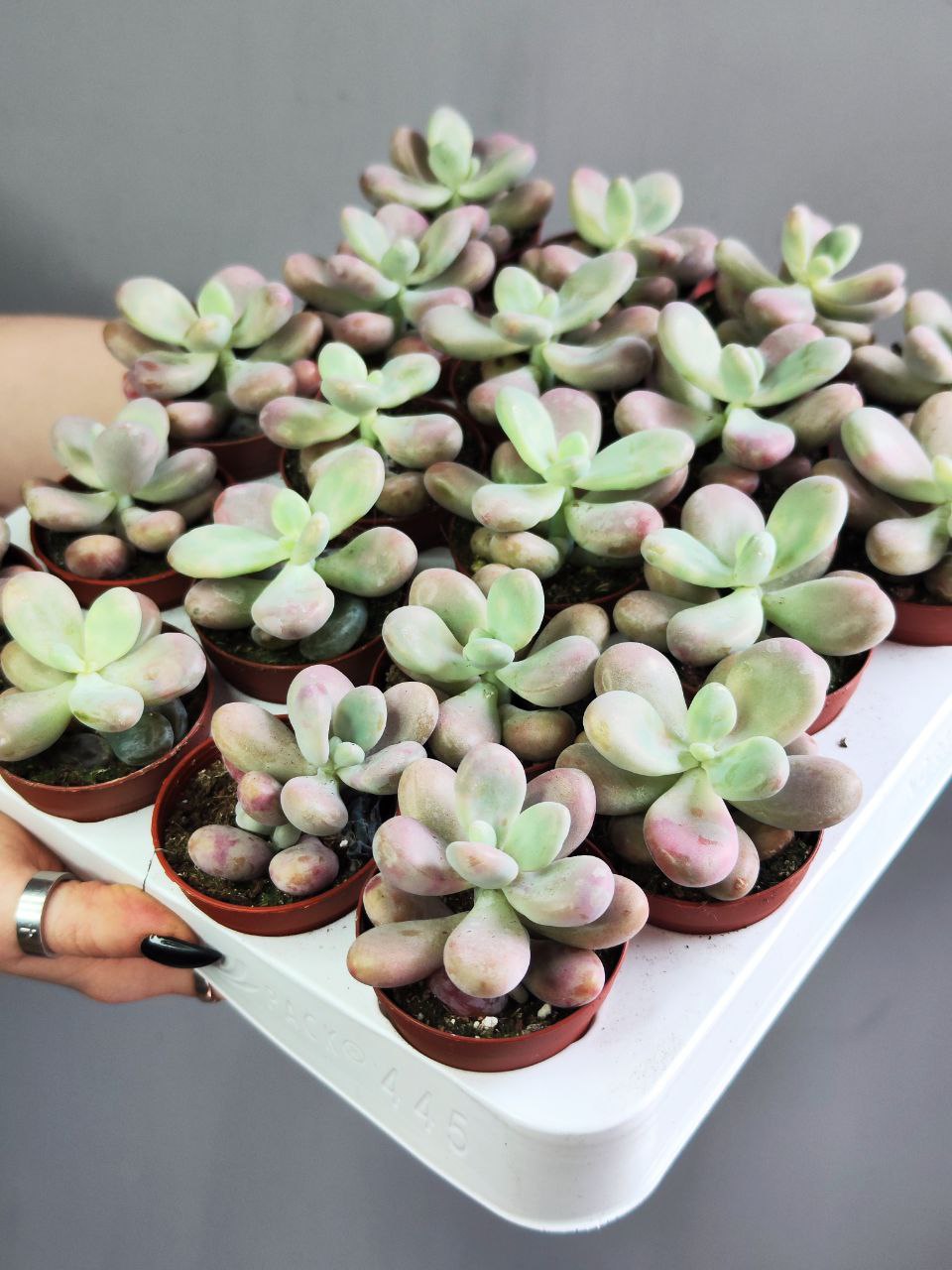 Пахифитум Момобиджин (Pachyphytum Momobijn) D5см