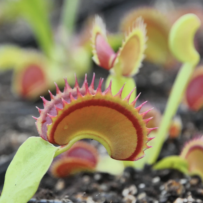 Венерина Мухоловка Дракула (Dionaea Muscipula Dracula) D5см