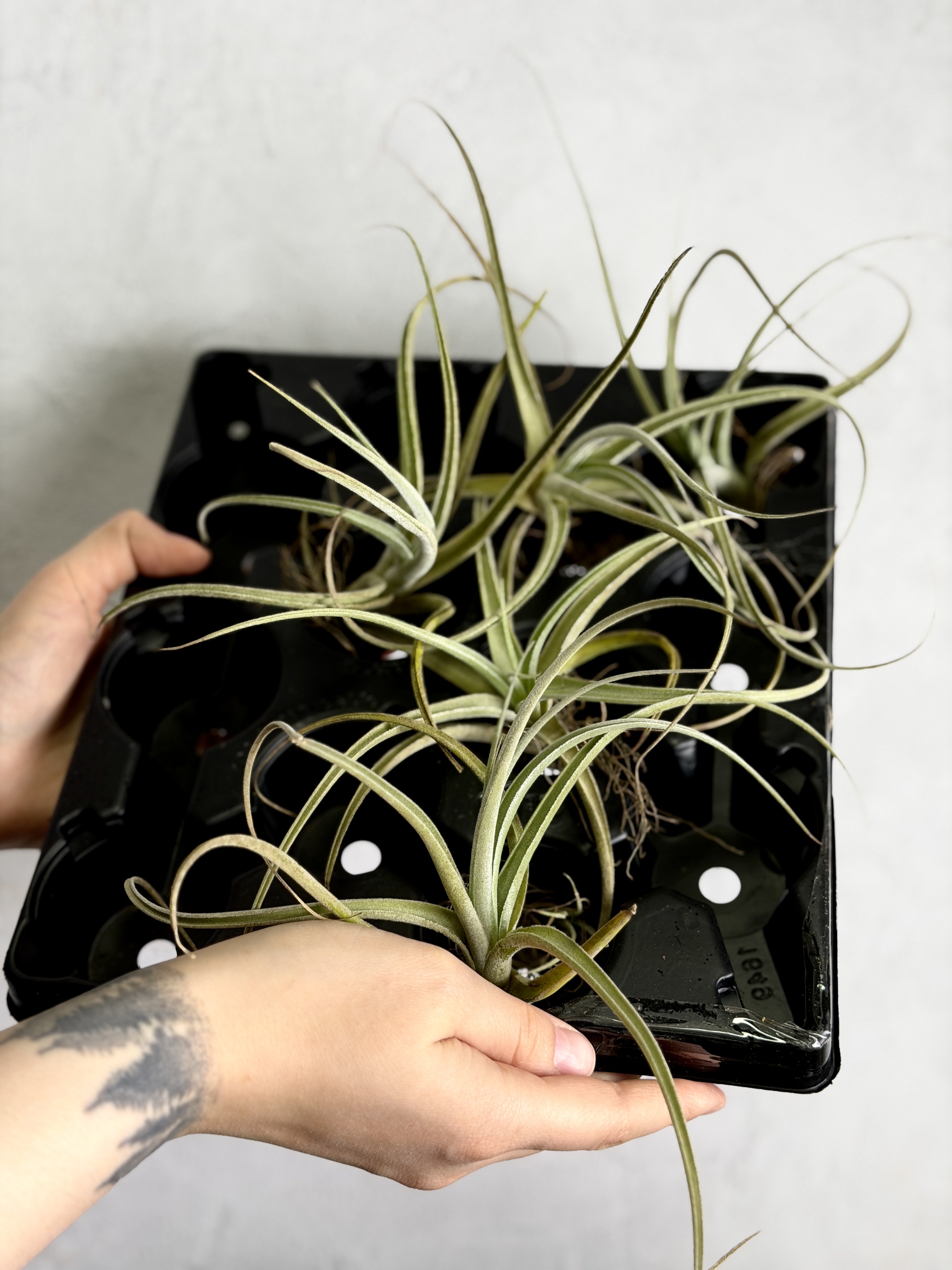 Тилландсия Эксерта Фацикулата (Tillandsia Exserta x Fasciculata)