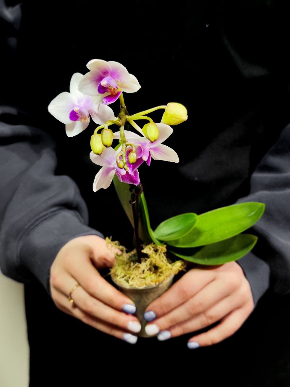 Орхидея Фаленопсис Мини Мэджик (Phalaenopsis Multiflora Magic) D6см