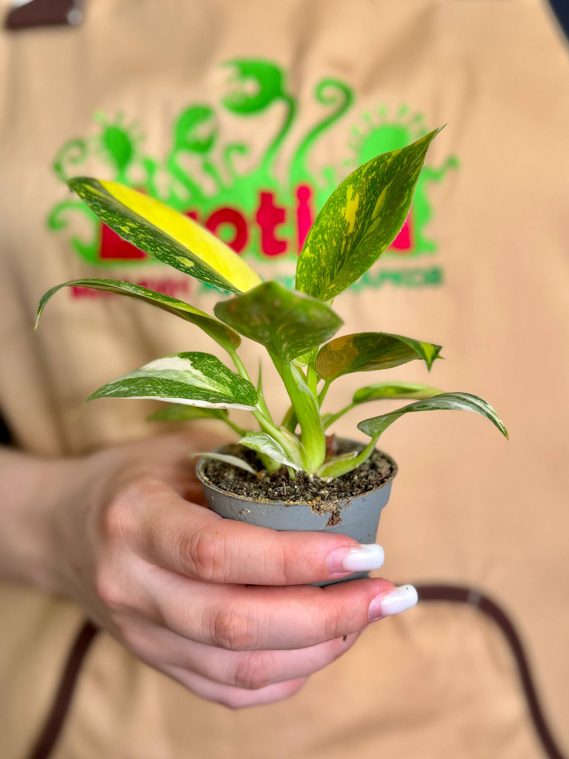 Филодендрон Грин Конго Вариегата (Philodendron Green Congo Variegata) D6см