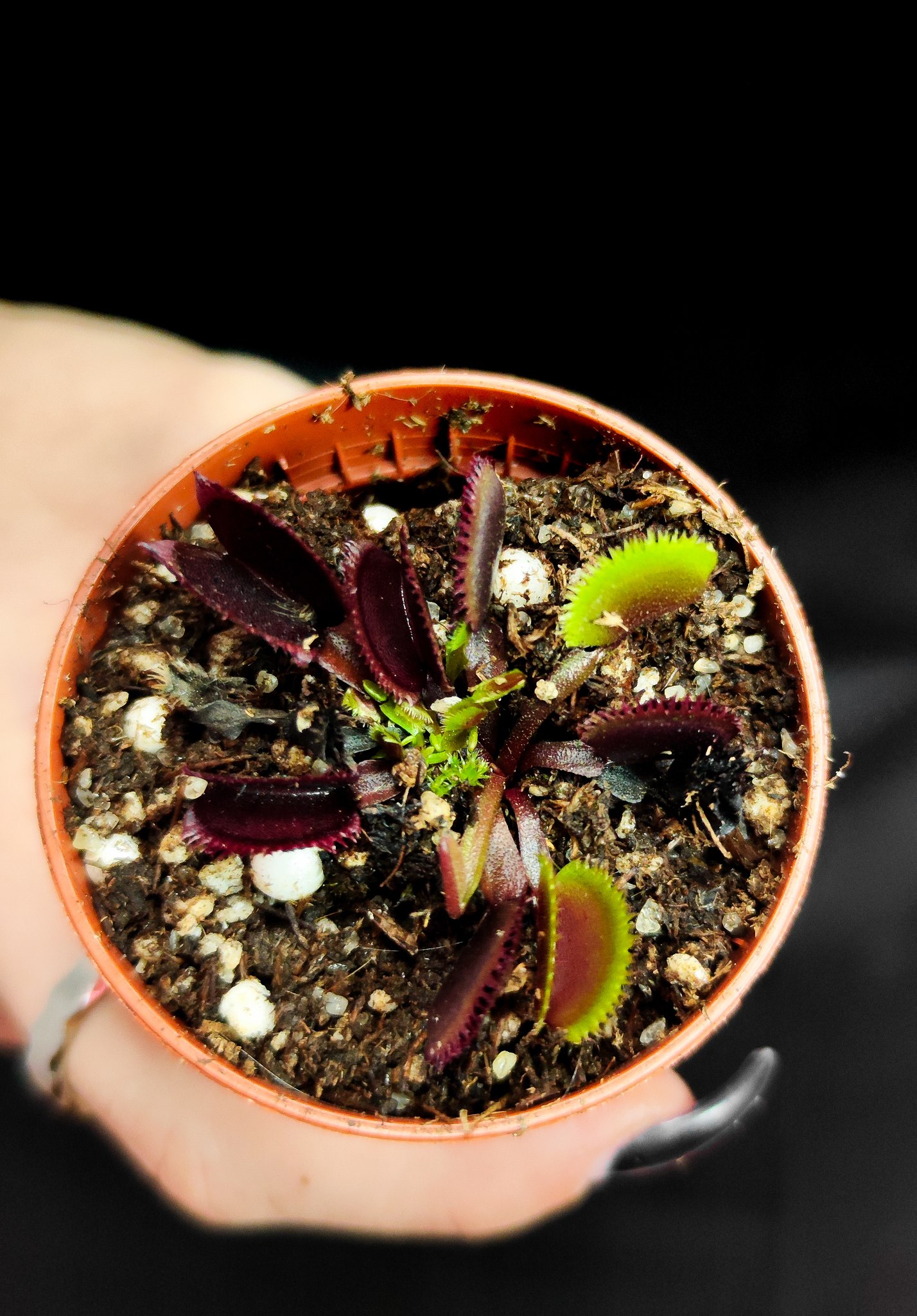 Венерина Мухоловка "Красная Пилообразная" (Dionaea Muscipula "Red Sawtooth") D5см
