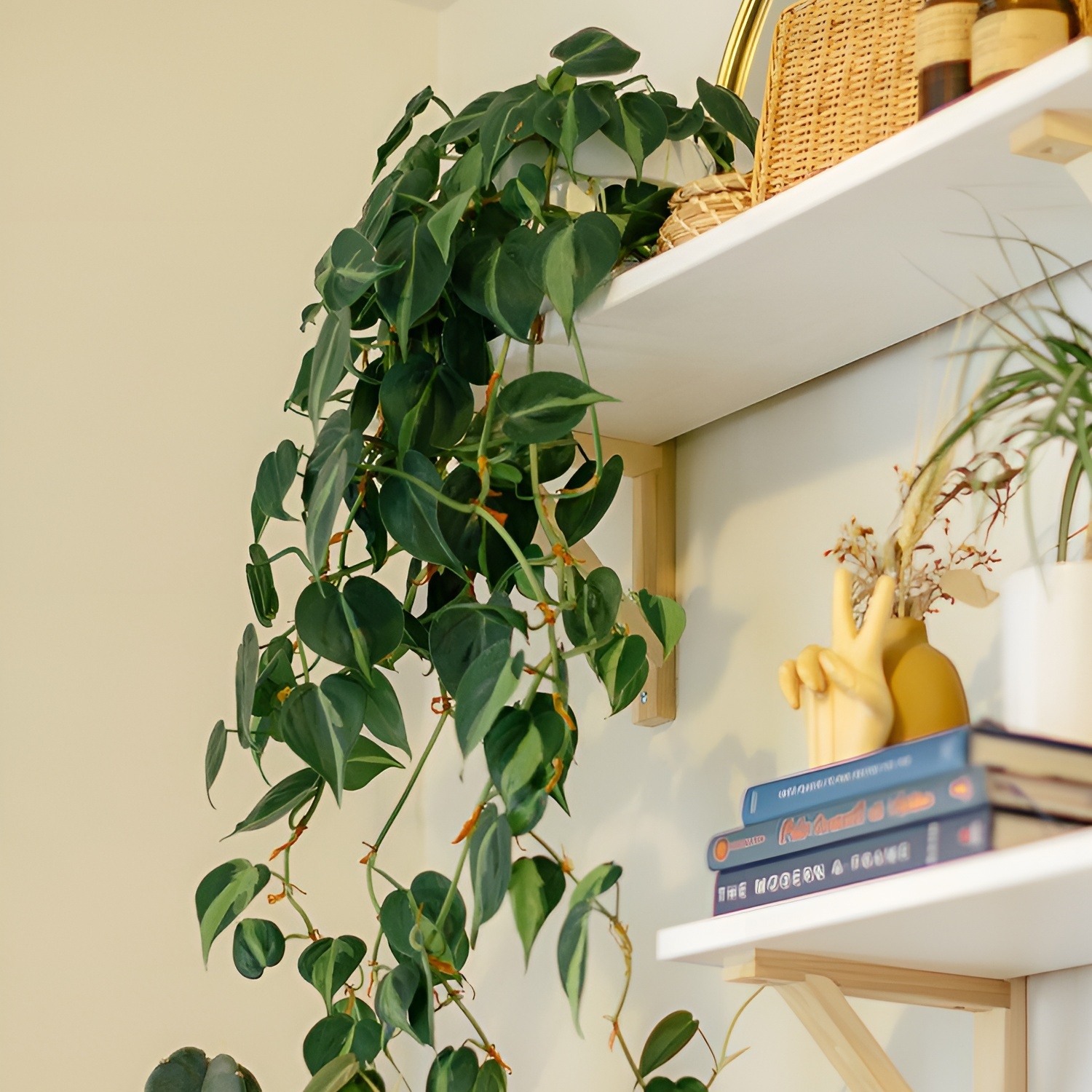 Филодендрон Сканденс Бразил (Philodendron Scandens Brazil) D12см