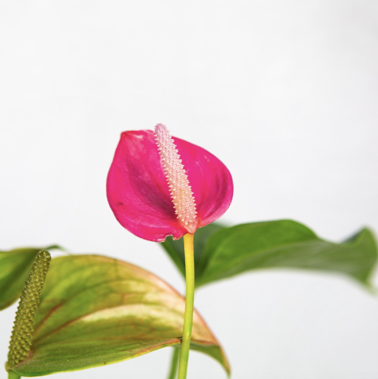 Антуриум Андреанум Карма Джоли (Anthurium Andreanum Karma Joli) D9см