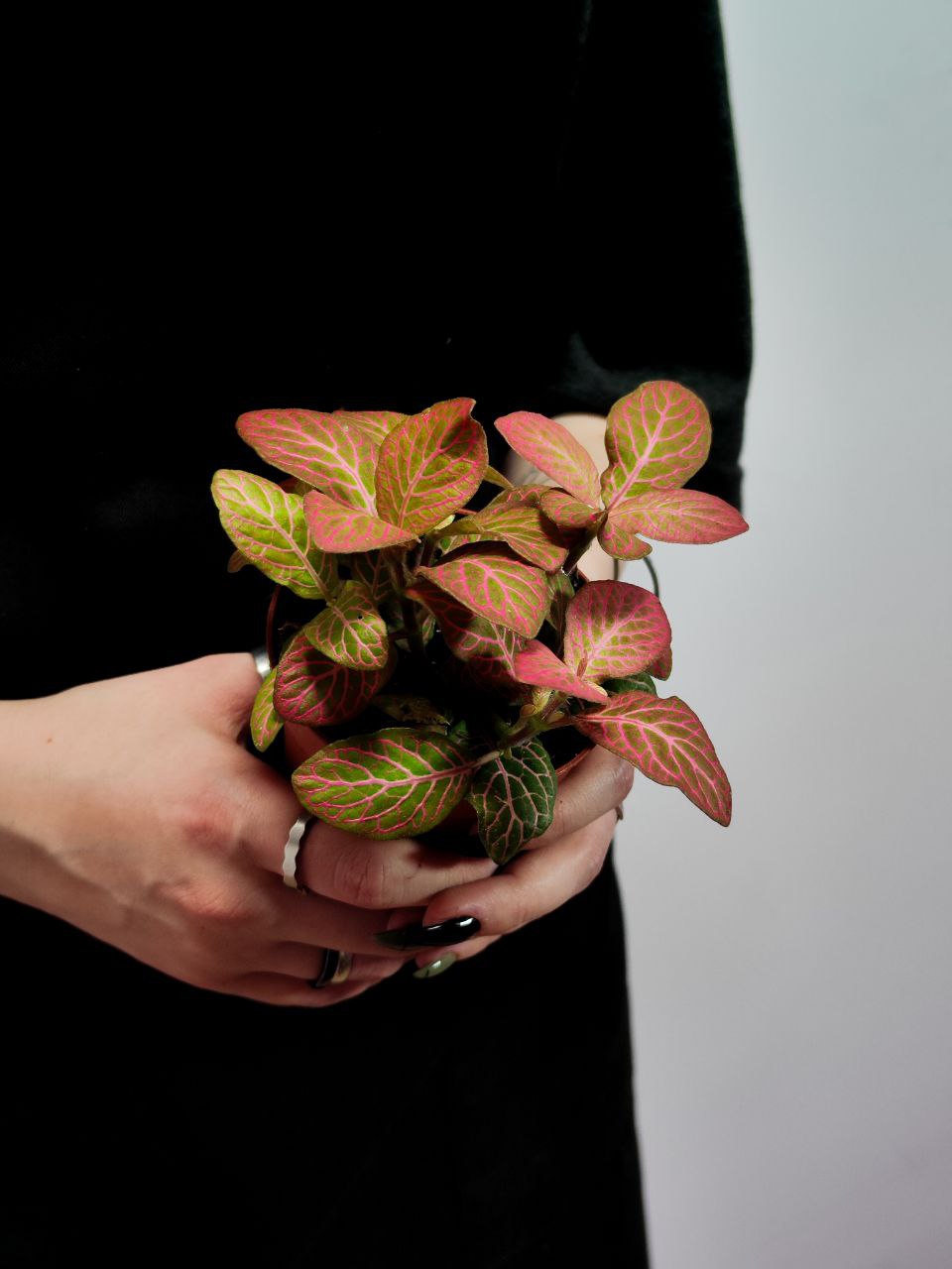 Фиттония Вершаффельта Пинк (Fittonia Verschaffeltii Pink) D8,5см