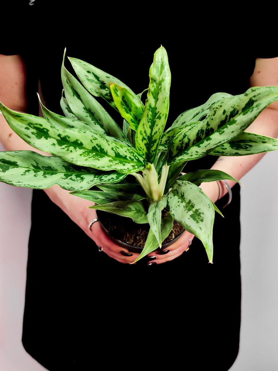 Аглаонема Грейхаунд (Aglaonema Greyhound) D12см