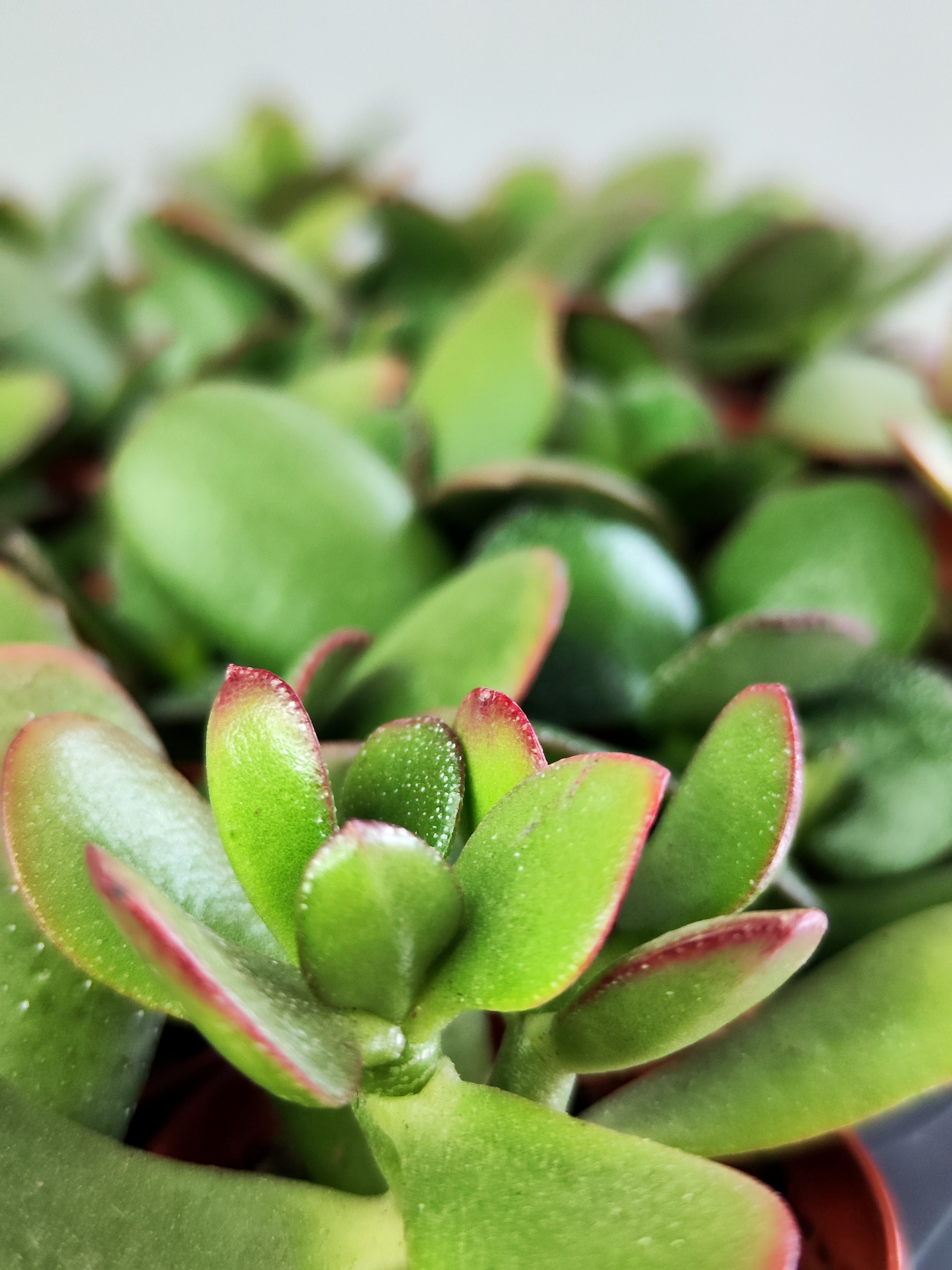 Крассула Овата Сансет (Crassula Ovata Sunset) D5см
