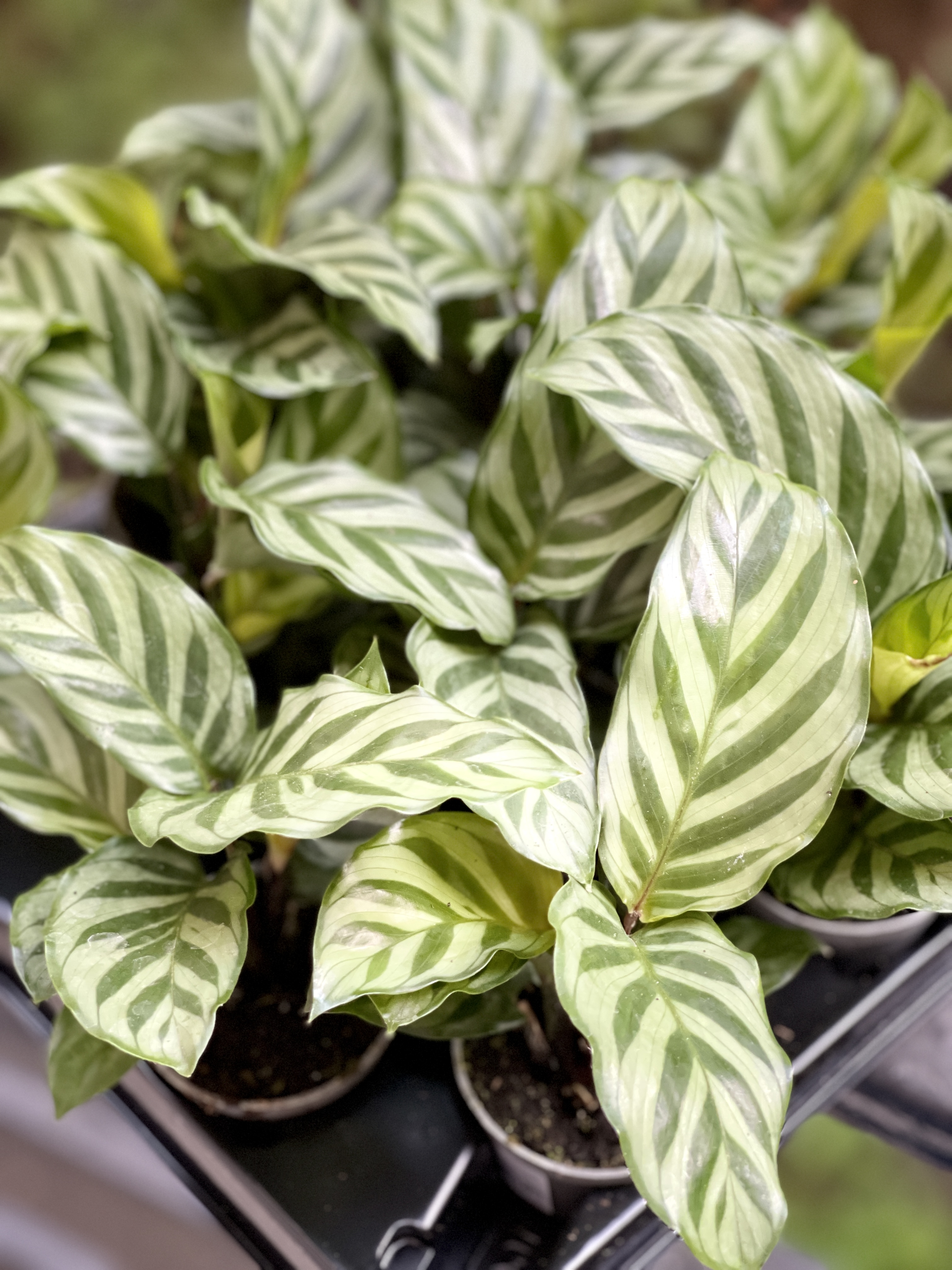 Калатея Фредди (Calathea Freddie) D6см