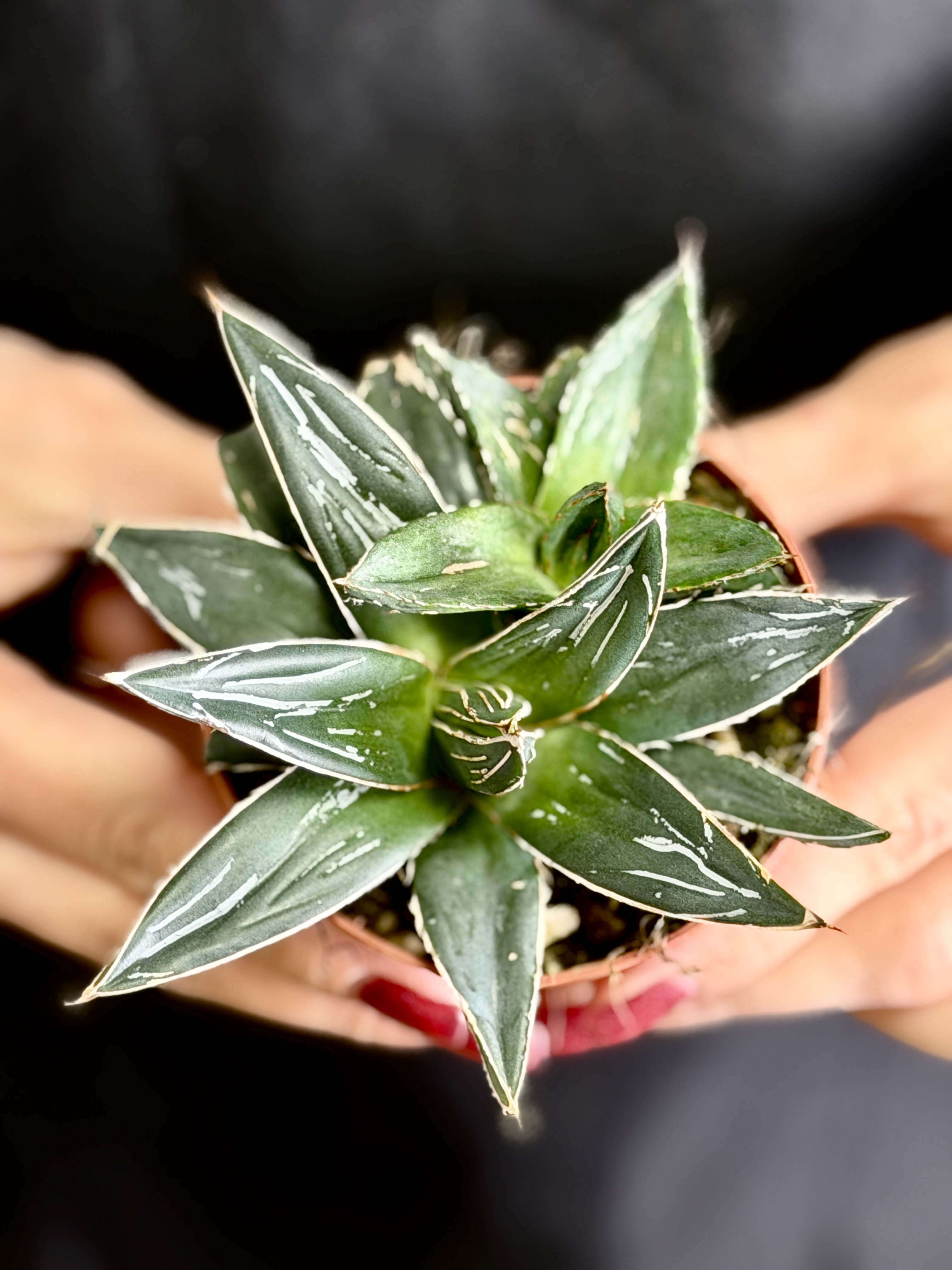 Агава Королевы Виктории (Agave Victoriae-Reginae) D8,5см