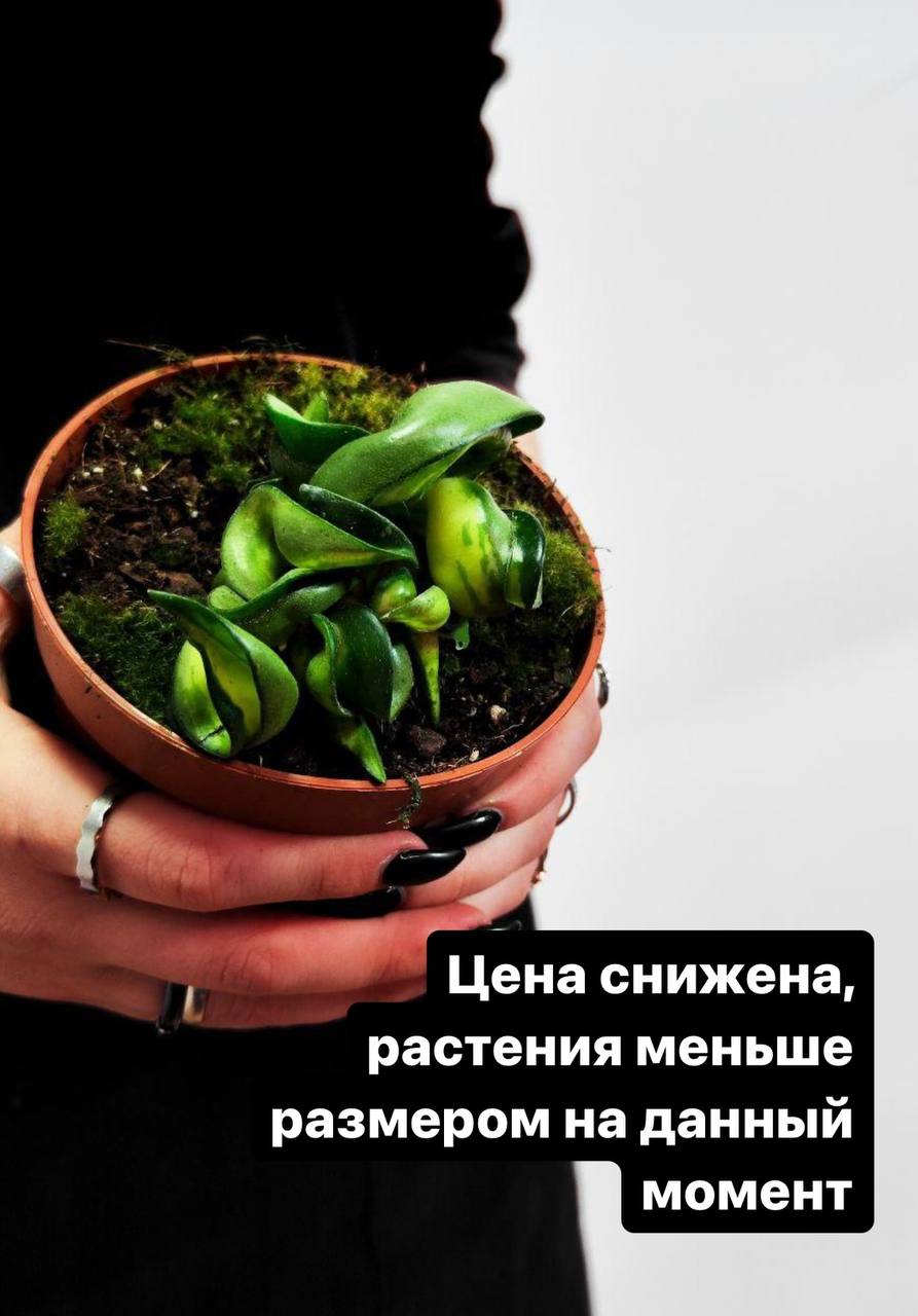Хойя Компакта Мауна Лоа (Hoya Carnosa Compacta Mauna Loa) D11см