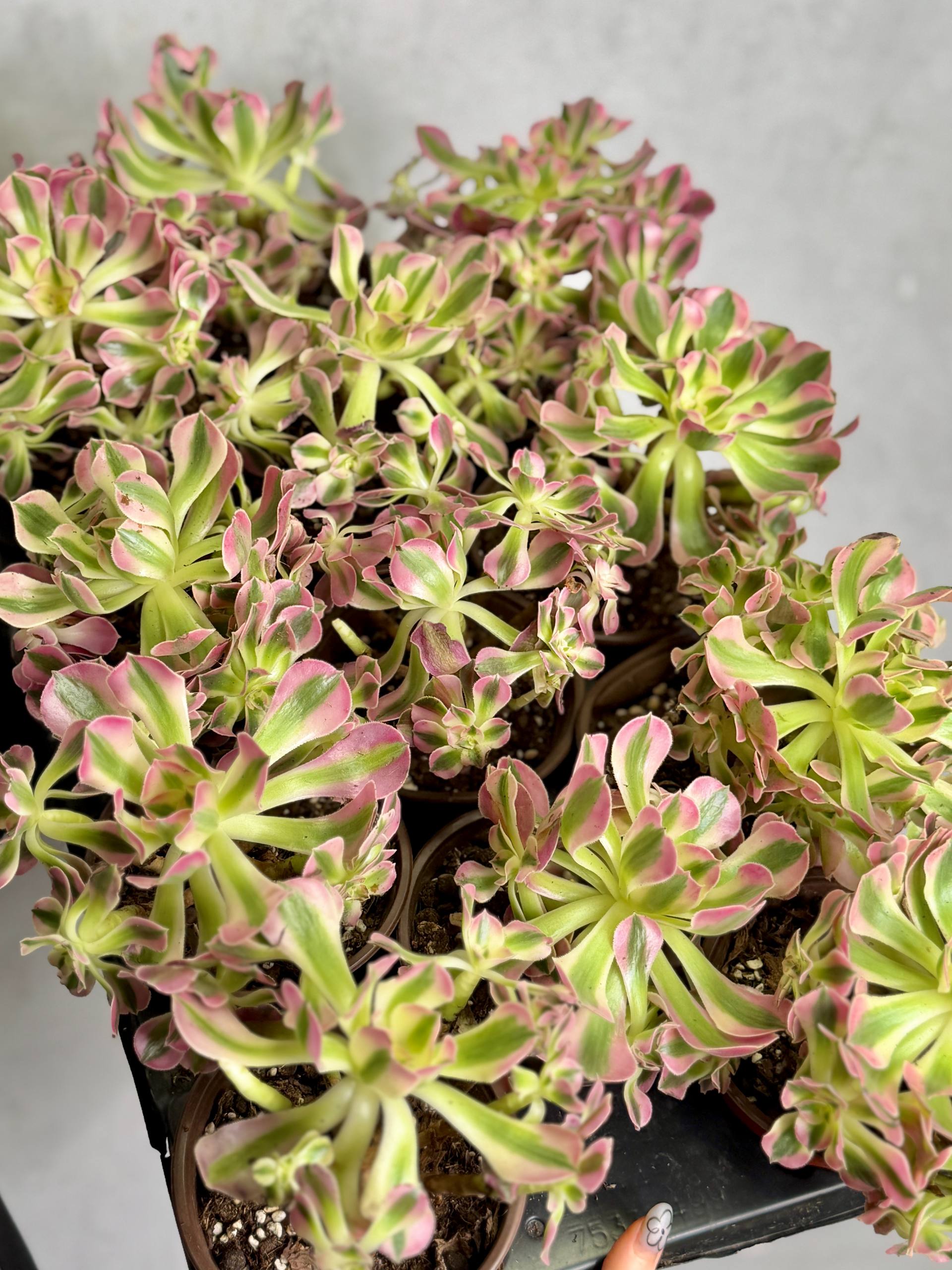 Эониум Пинк Витч (Aeonium Pink Witch) D11см