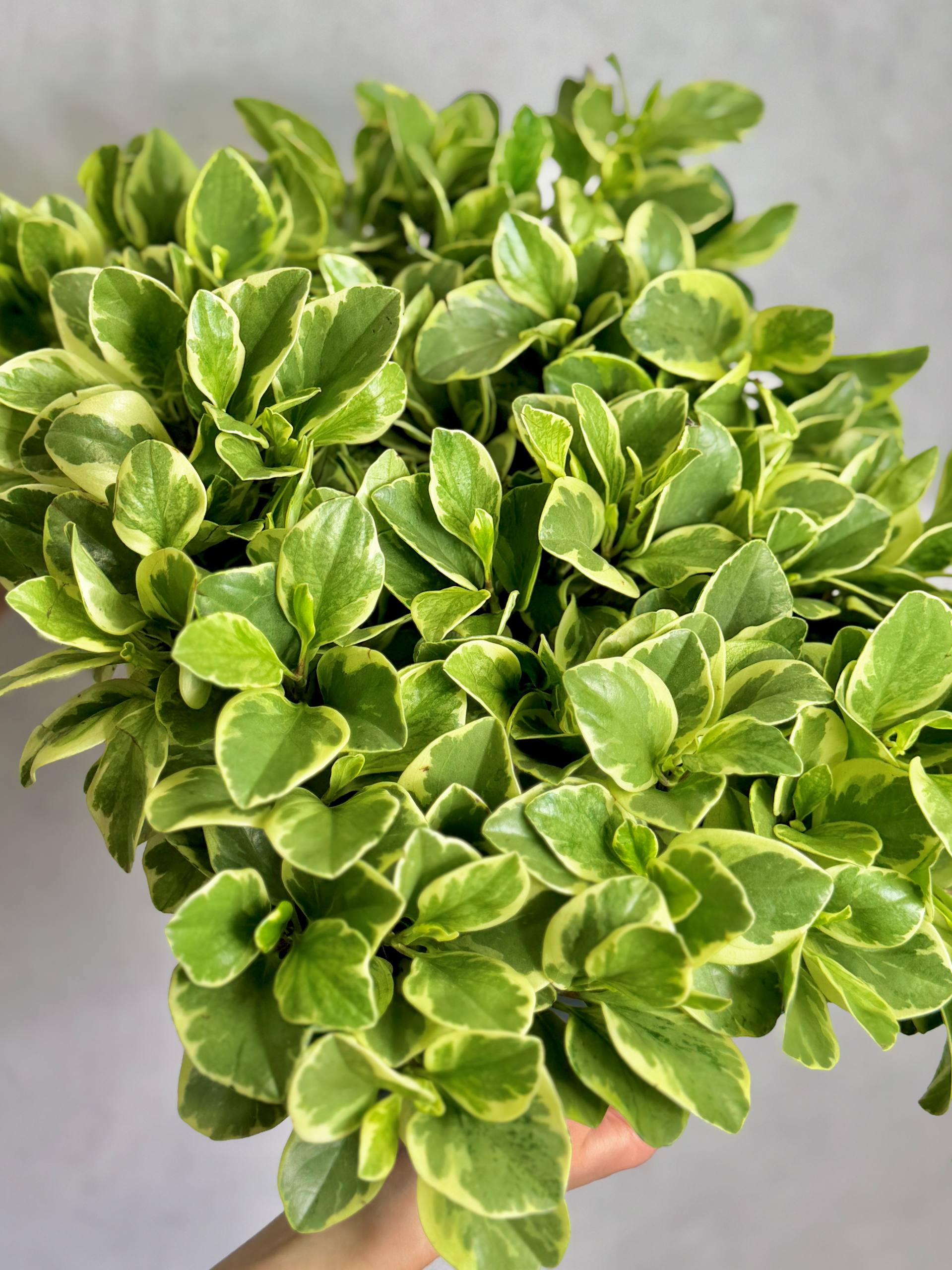 Пеперомия Туполистная Вариегатная (Peperomia Obtusifolia Variegata) D9см
