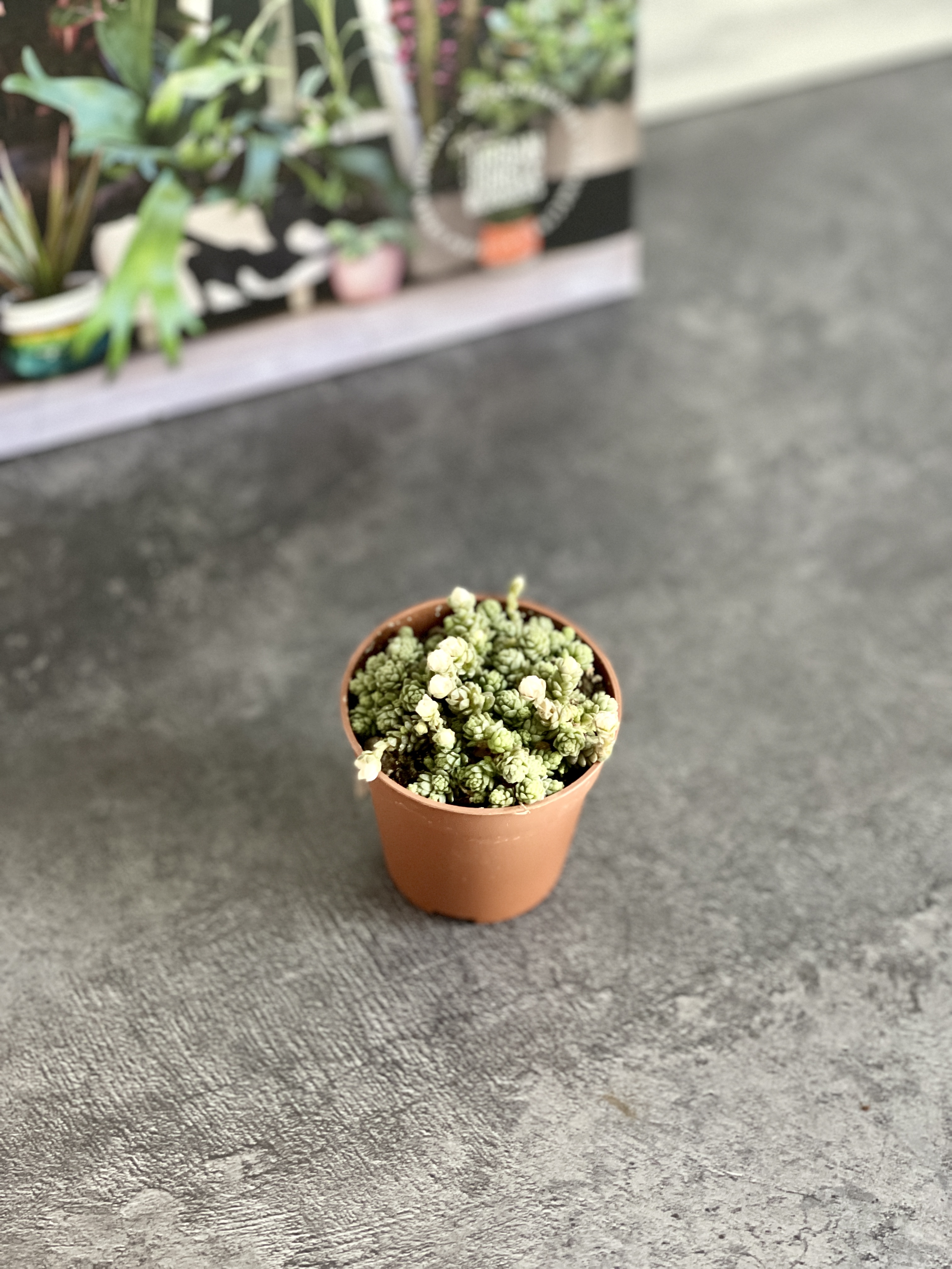 Седум Компактум (Sedum Compactum Rose) D5см