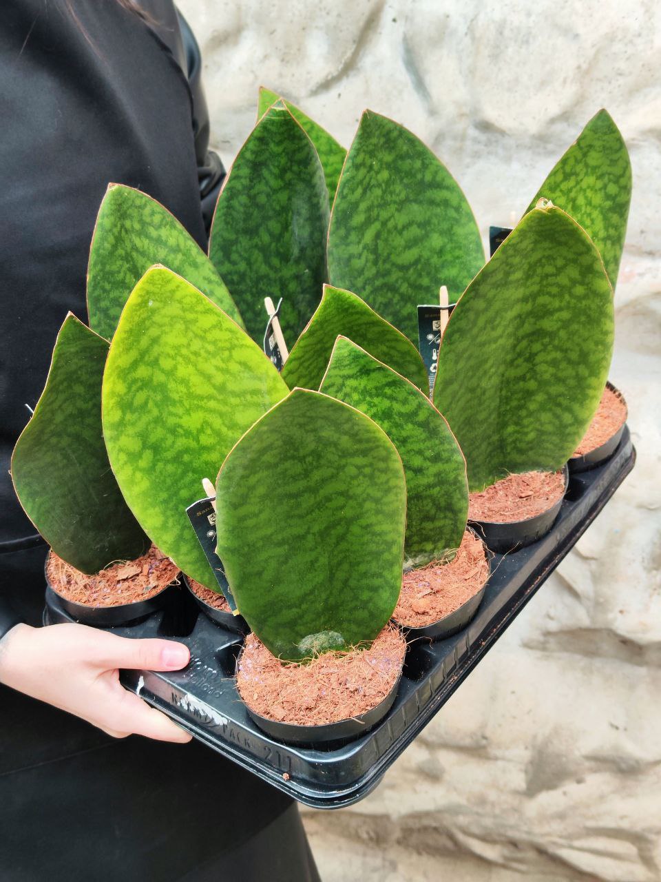 Сансевиерия Масониана Виктория (Sansevieria Masoniana Whale Fin) D10см