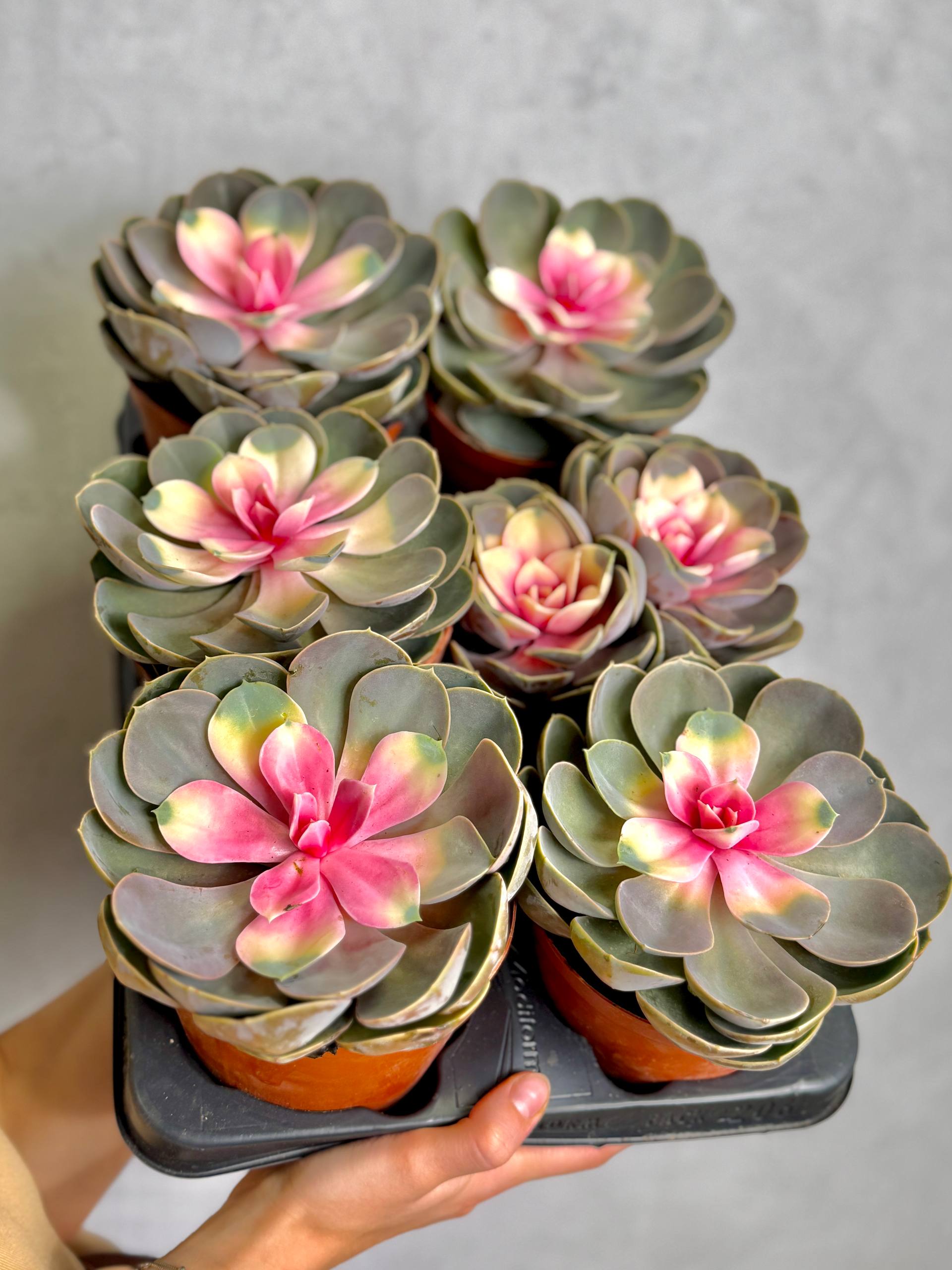 Эхеверия Ред Харт Лотус (Echeveria Red Heart Lotus) D13см