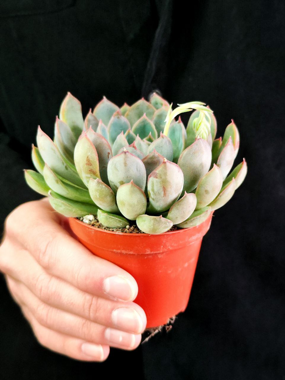 Эхеверия Саммер (Echeveria Summer) D8,5см