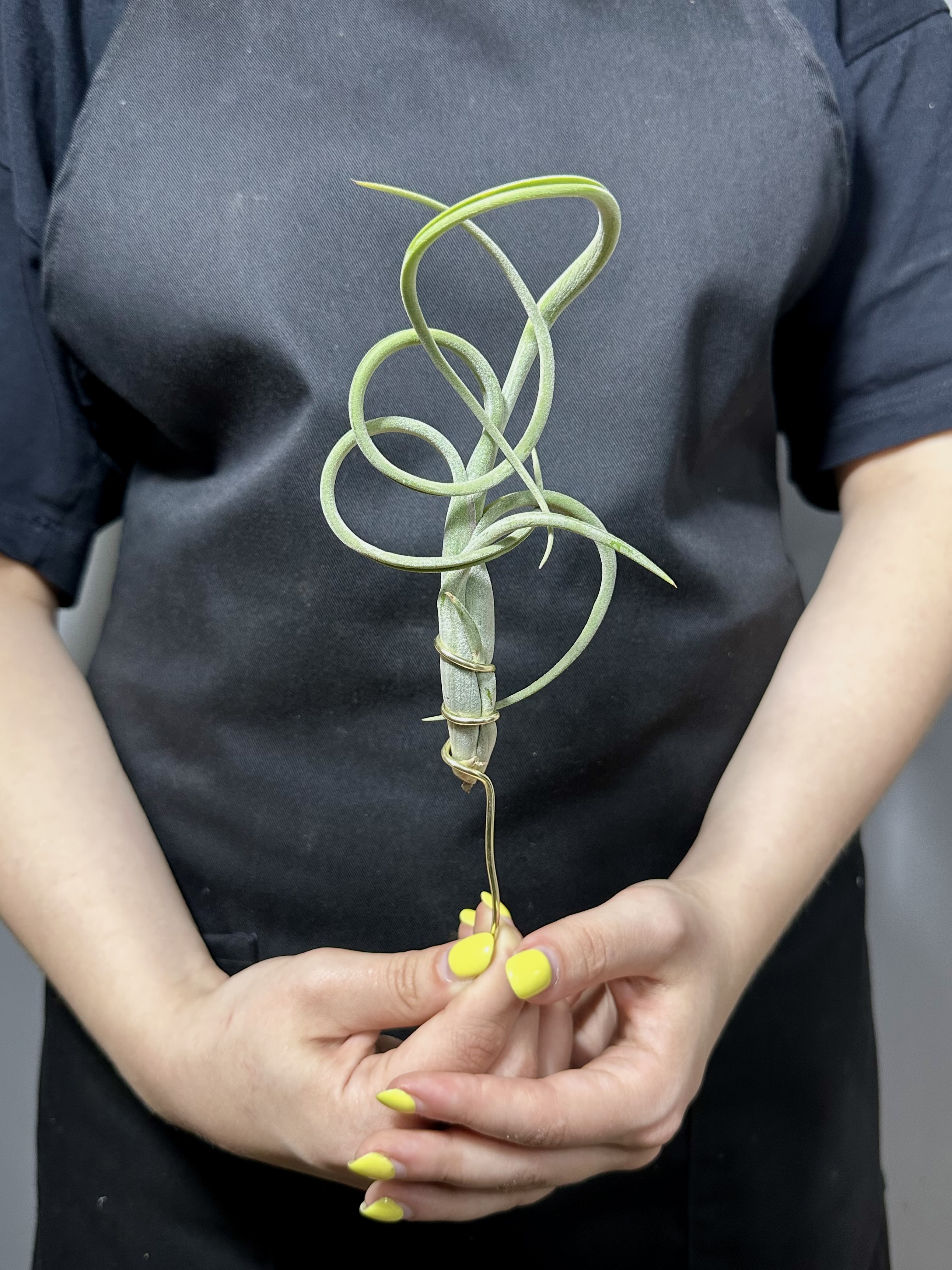 Тилландсия Интермедиа (Tillandsia Intermedia)