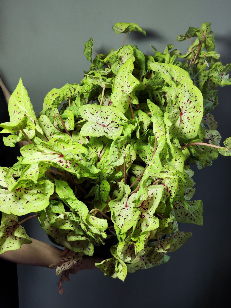 Каладиум Мисс Муффет (Caladium Miss Muffet) D12см
