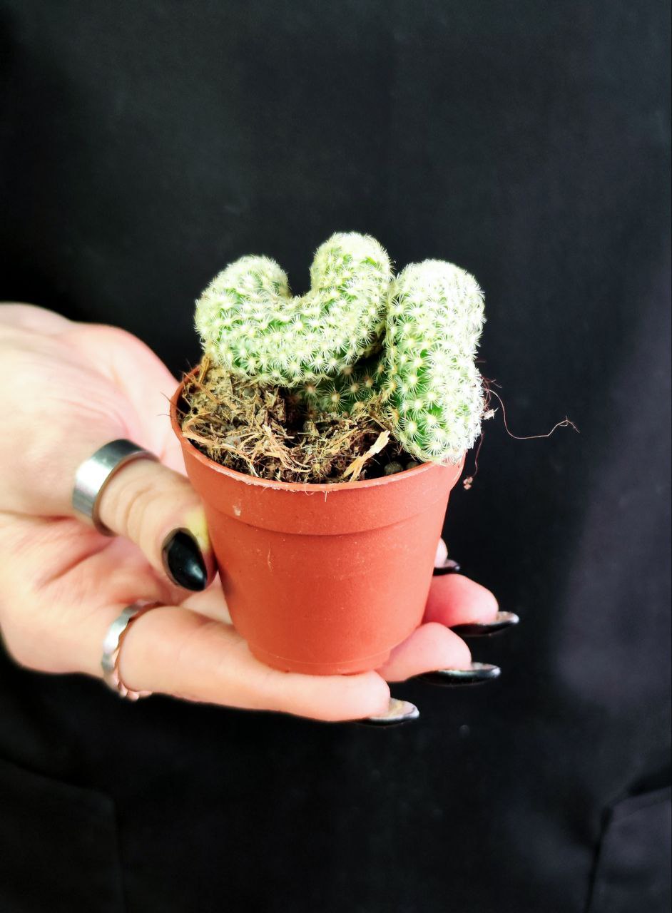Кактус Маммиллярия Кристата Микс (Cactus Mammillaria Crestata Mix) D5см