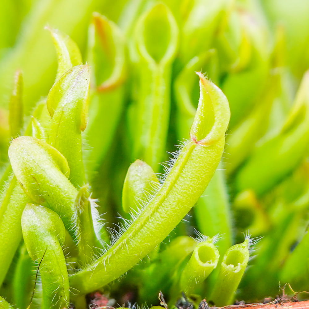 Гелиамфора Мини Грин (Heliamphora Heterodoxa x Minor) D9см