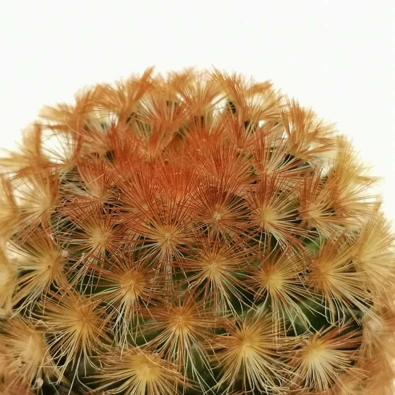 Маммиллярия Кармен Рубриспина (Mammillaria Carmenae Rubrispinus) D5см