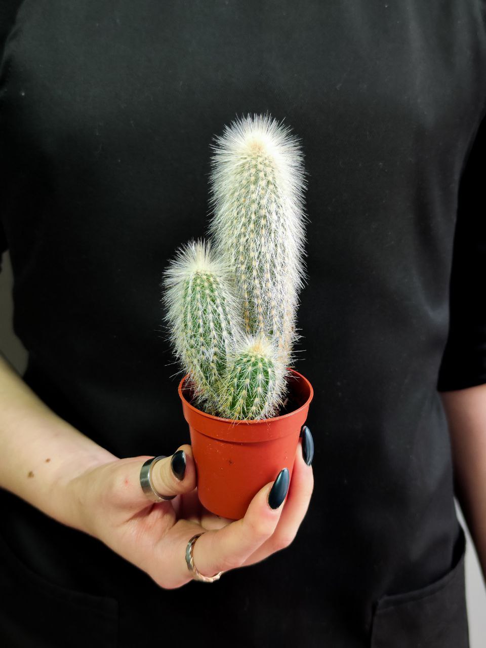 Кактус Клейстокактус Штрауса  Груп (Cleistocactus Strausii Group) D5см