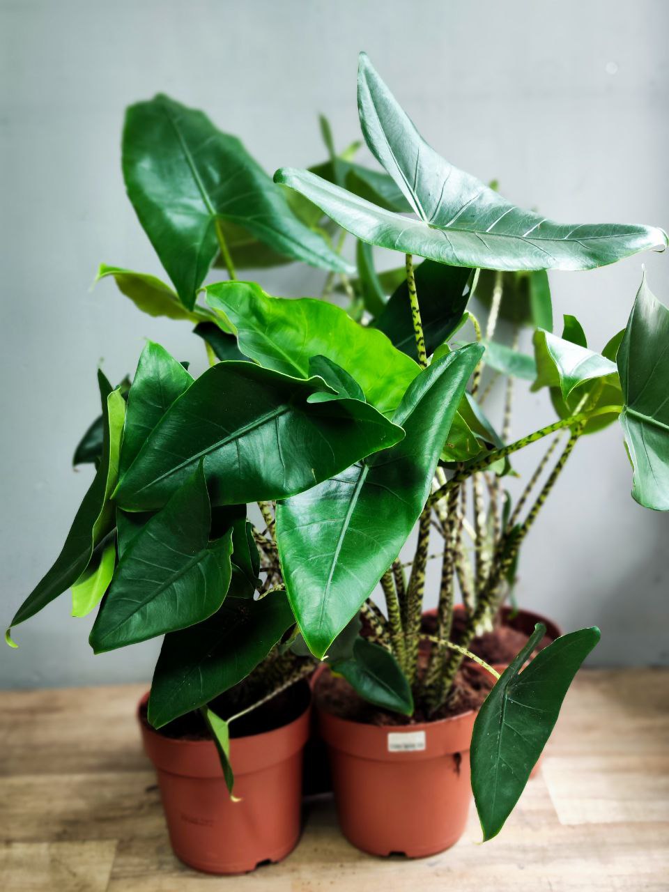 Алоказия Зебрина (Alocasia Zebrina) D21см