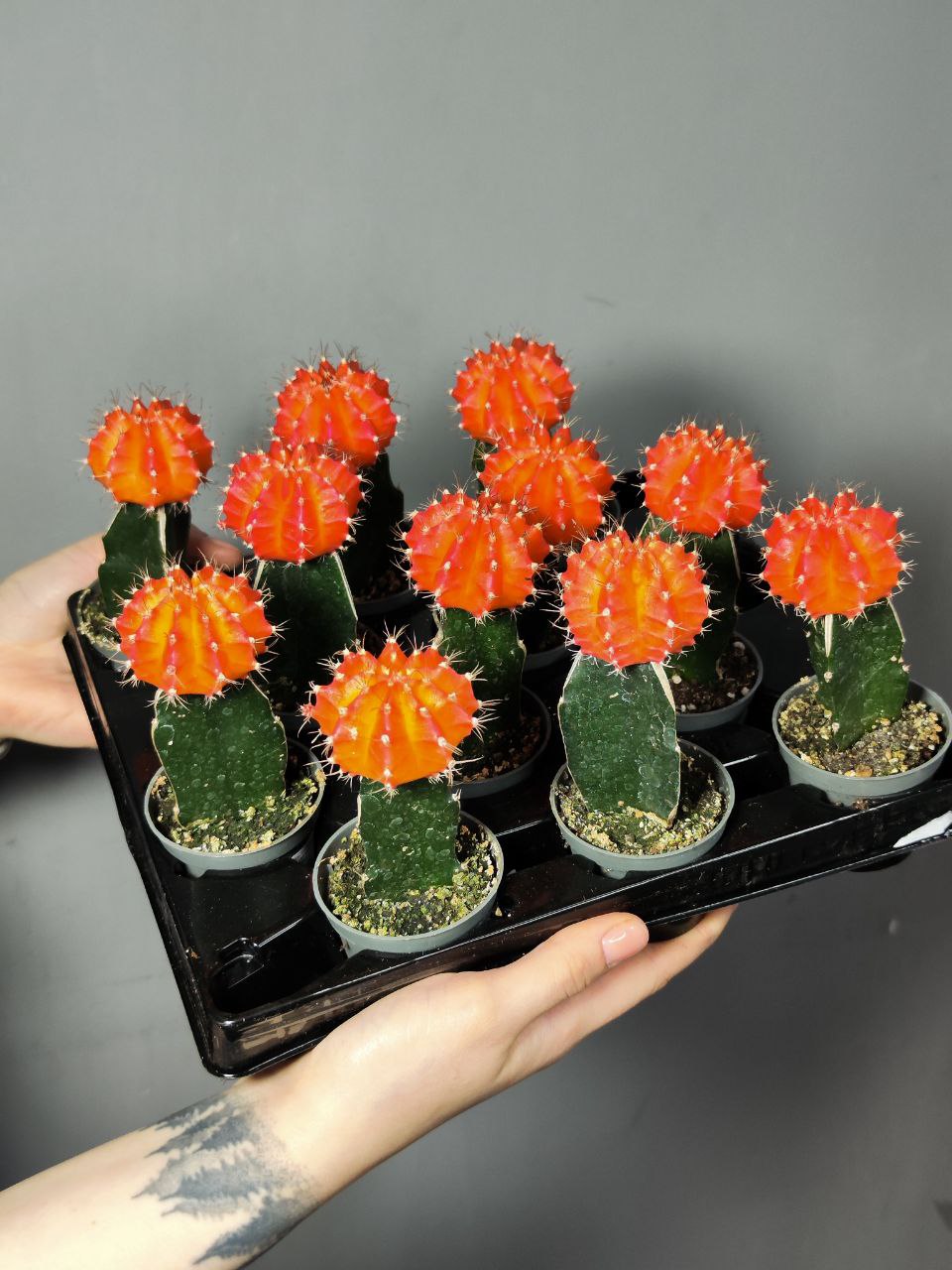 Гимнокалициум Михановича Оранжевый (Gymnocalycium Mihanovichii Orange) D5см
