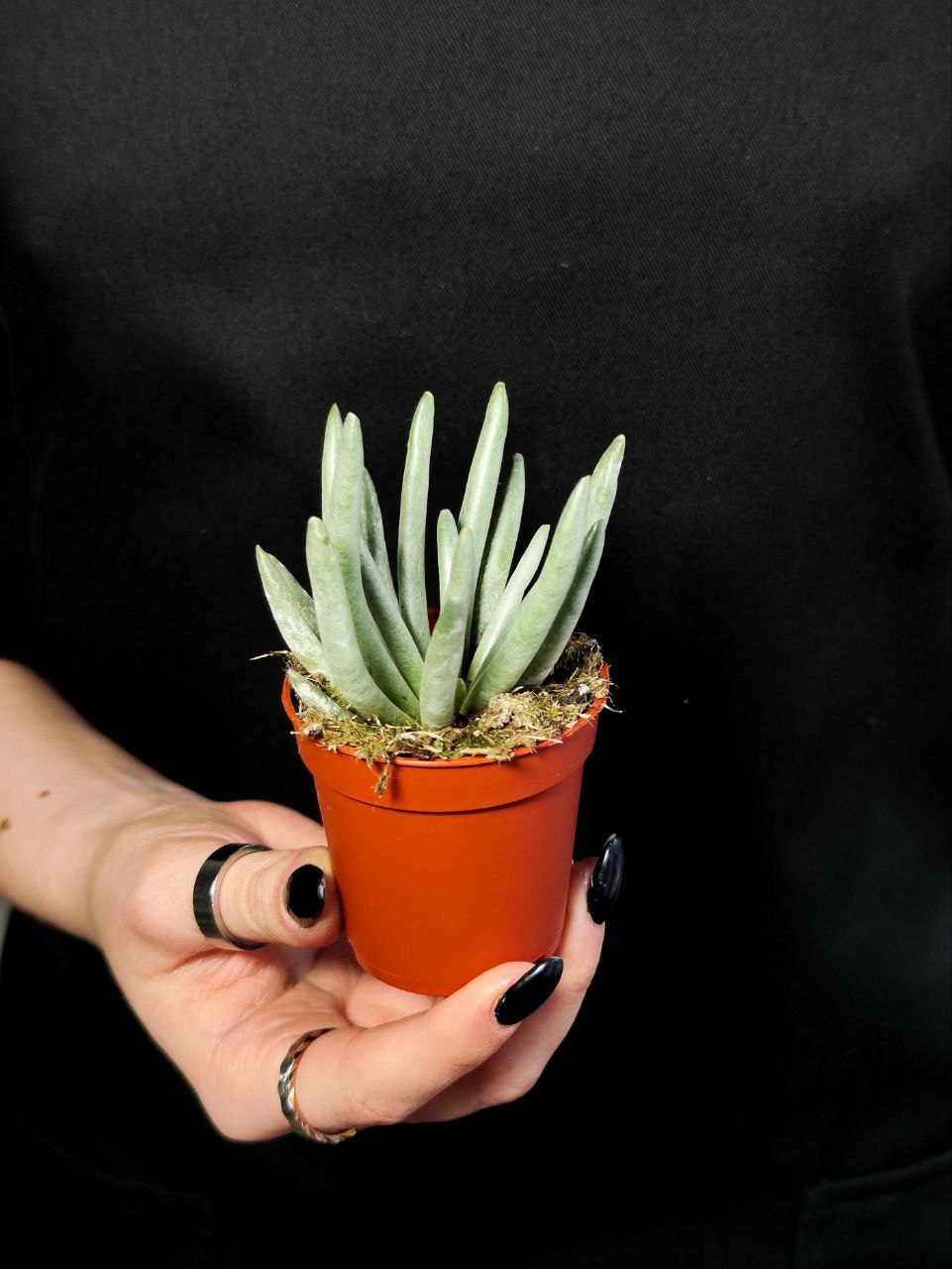 Крестовник Скапосус, или Крестовник Стрелконосный (Senecio Scaposus) D5см