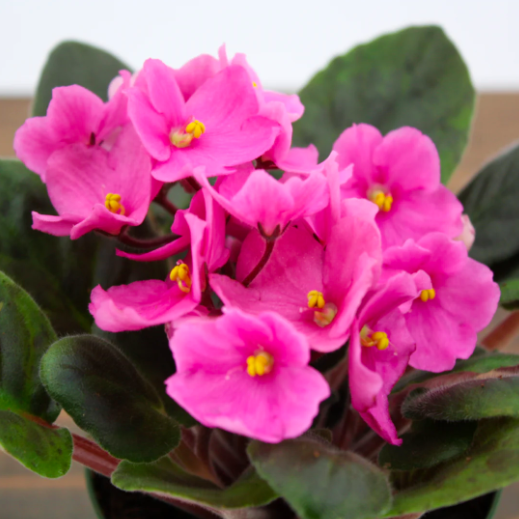 Сенполия Розовая, или Фиалка (Saintpaulia Pink) D10см