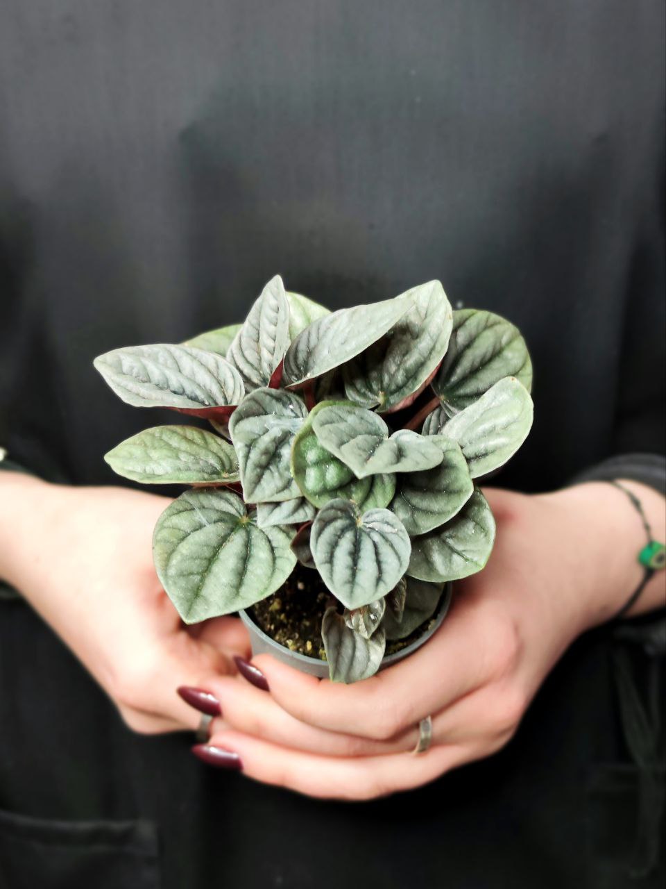 Пеперомия каперата Бразилия (Peperomia Caperata Brasilia) D5см