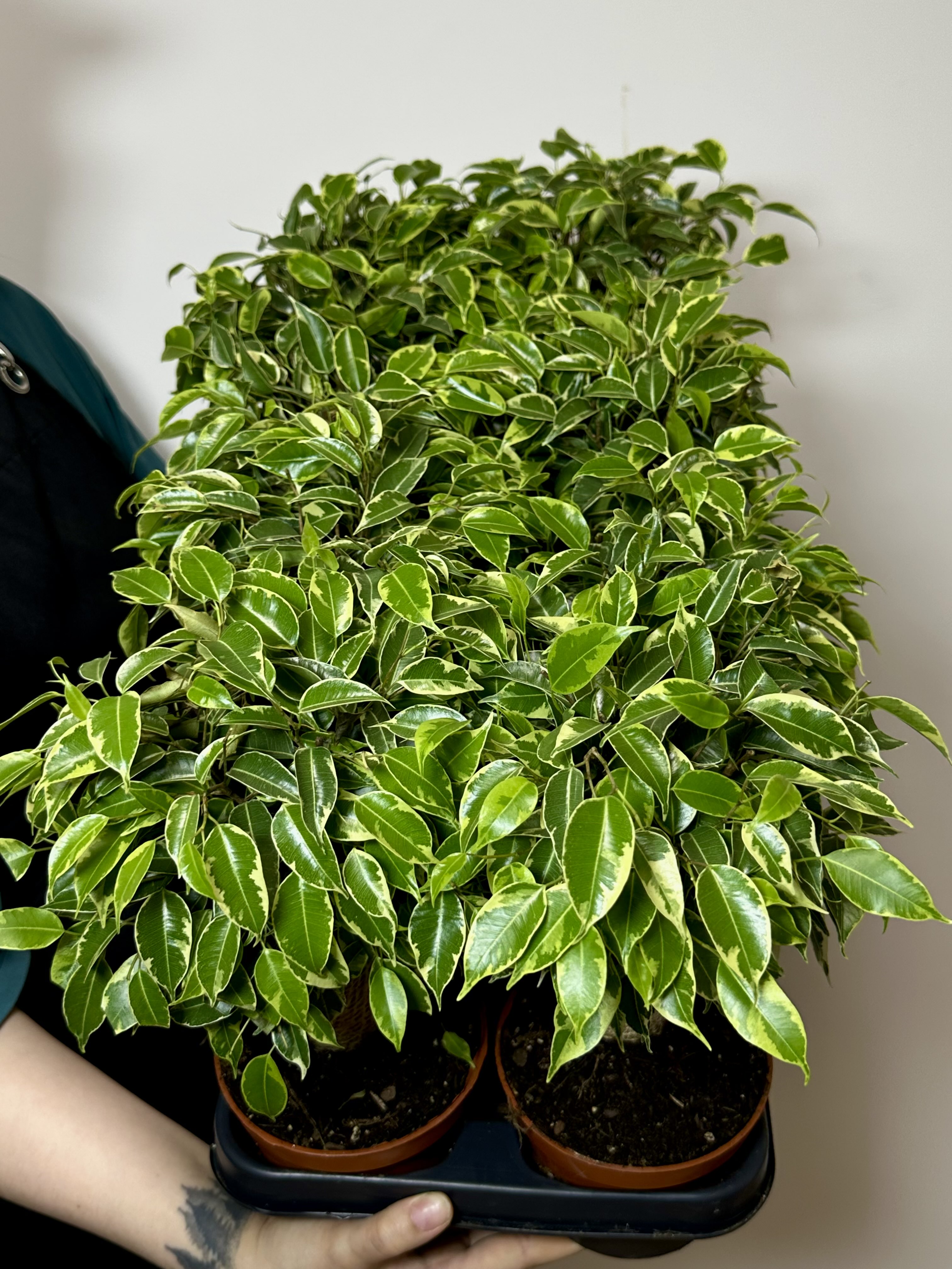 Фикус Бенджамина Кинки в джуте (Ficus Be Kinky Jute Stam) D12см