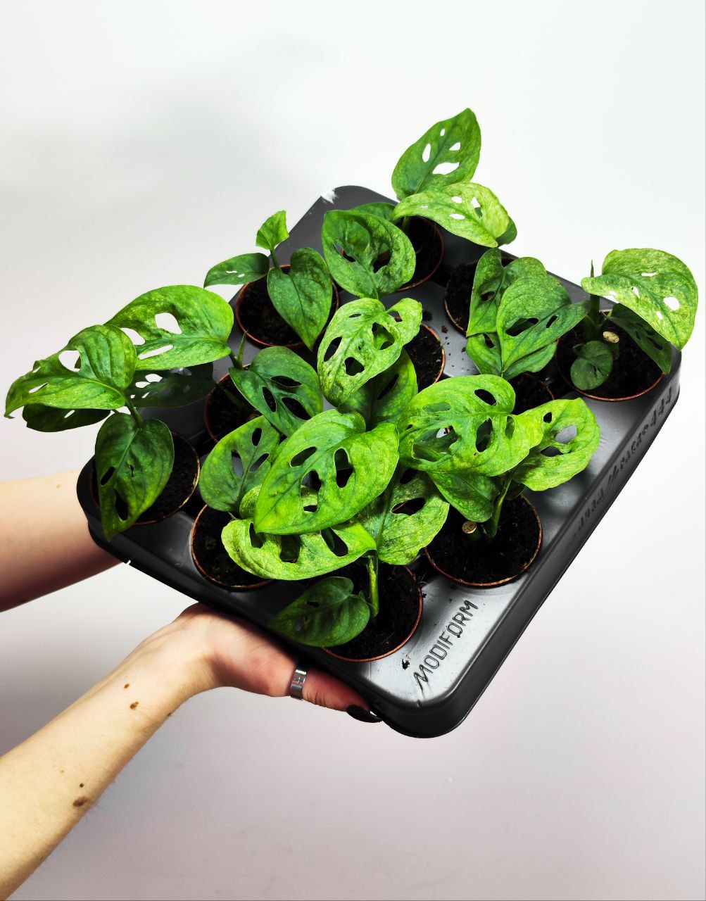 Монстера Адансона Вариегатная Минт (Monstera Adansonii Mint Variegated) D6см