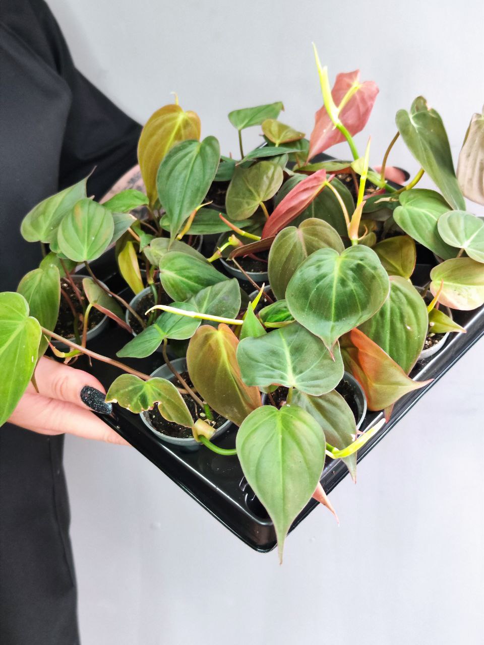 Филодендрон Миканс Бархатный (Philodendron Scandens Micans) D6см