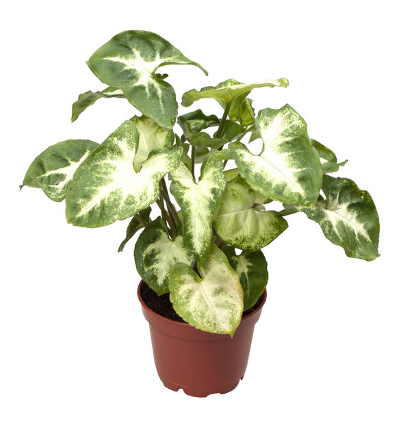 Сингониум Пикси (Syngonium Pixie) D6см