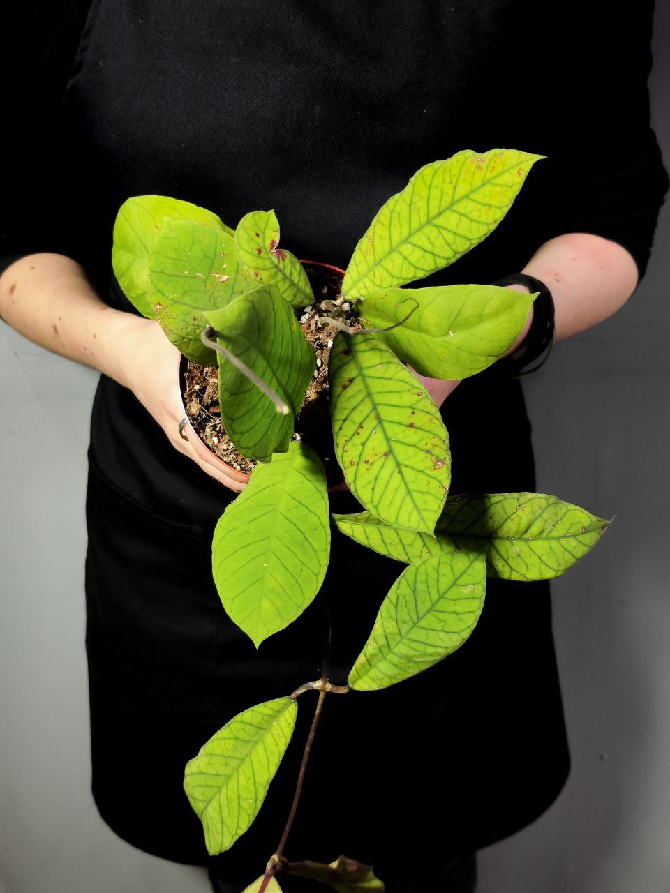 Хойя Сабах (Hoya Callistophylla Sp. Sabah) D12см