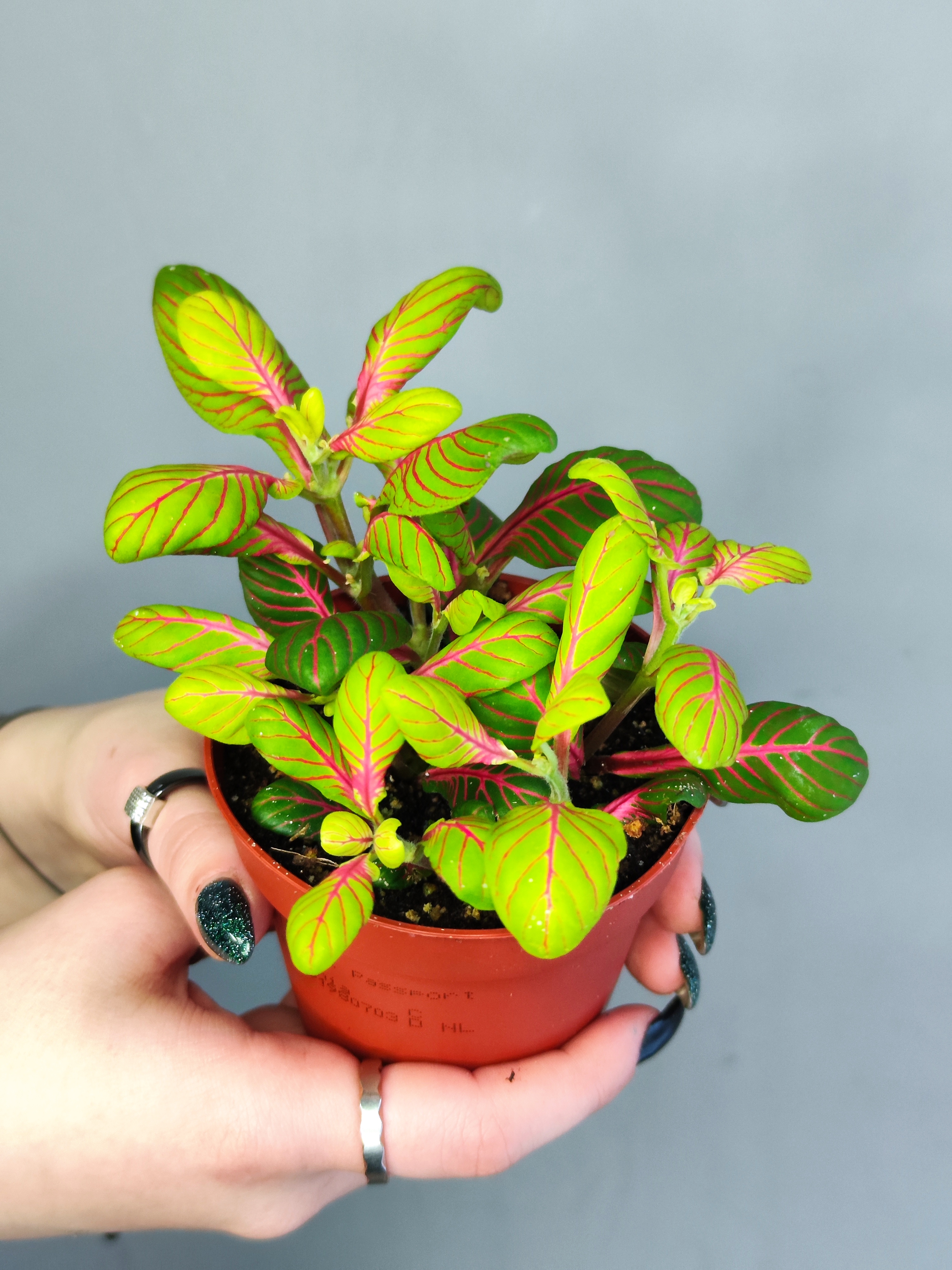 Фиттония Баббл Грин (Fittonia Bubble Green) D8,5см