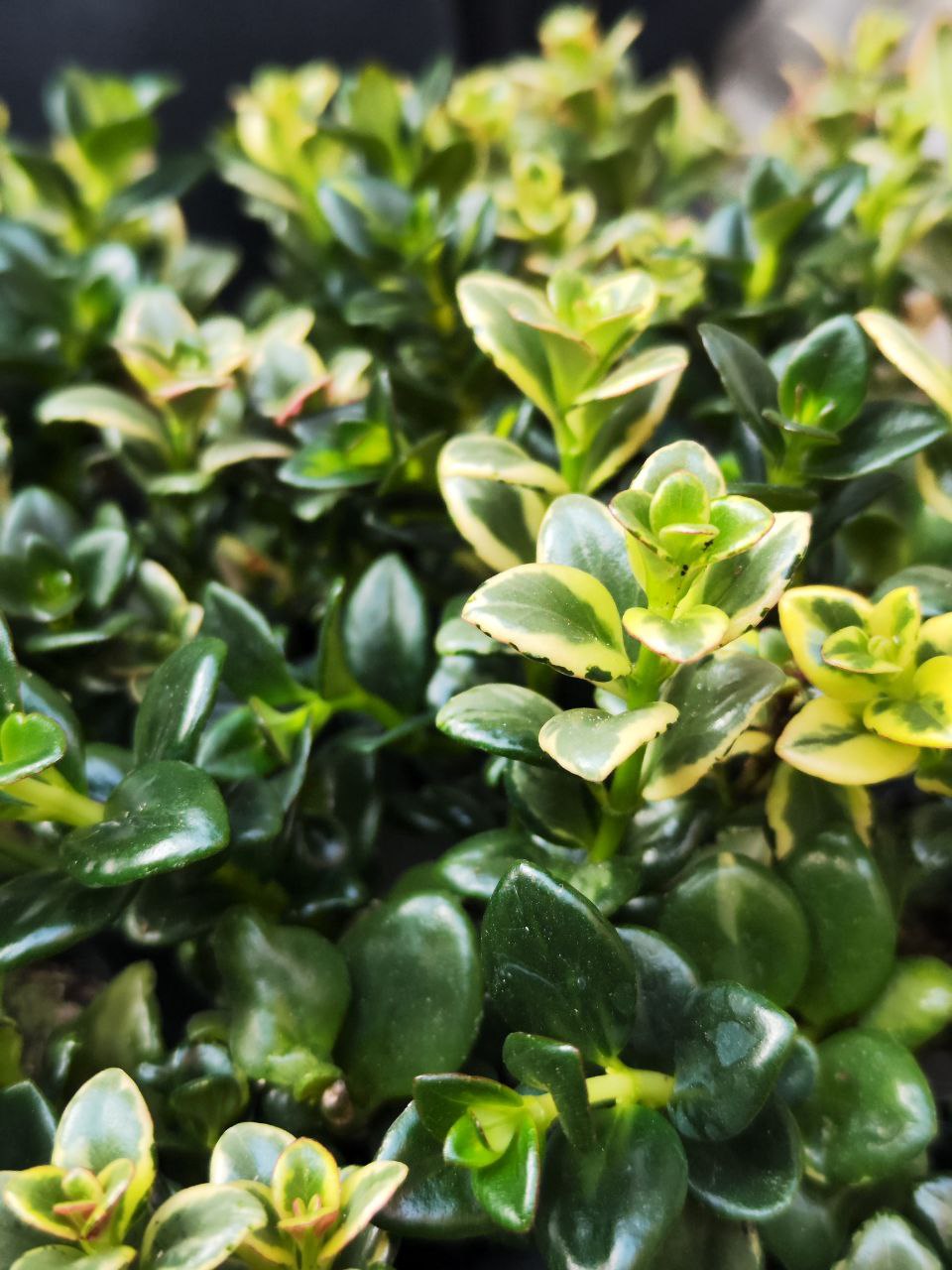 Нематантус Вариегатный, или Золотая Рыбка (Nematanthus Variegated) D6см